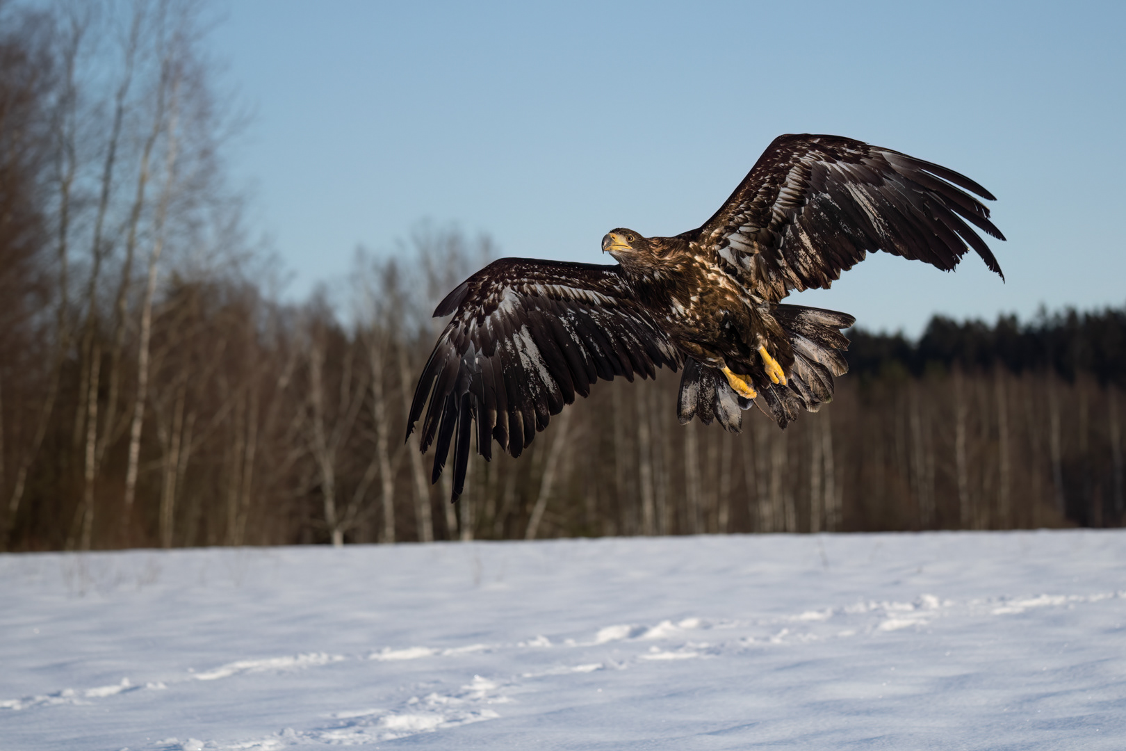 Orel mořský (Haliaeetus albicilla), Vysočina, 02/2023