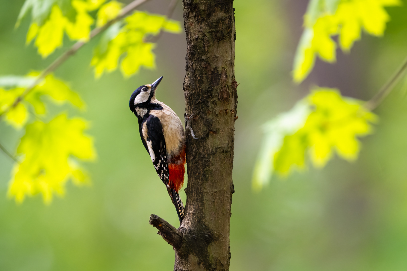 Strakapoud velký (Dendrocopos major), Štěpánka, 04/2024