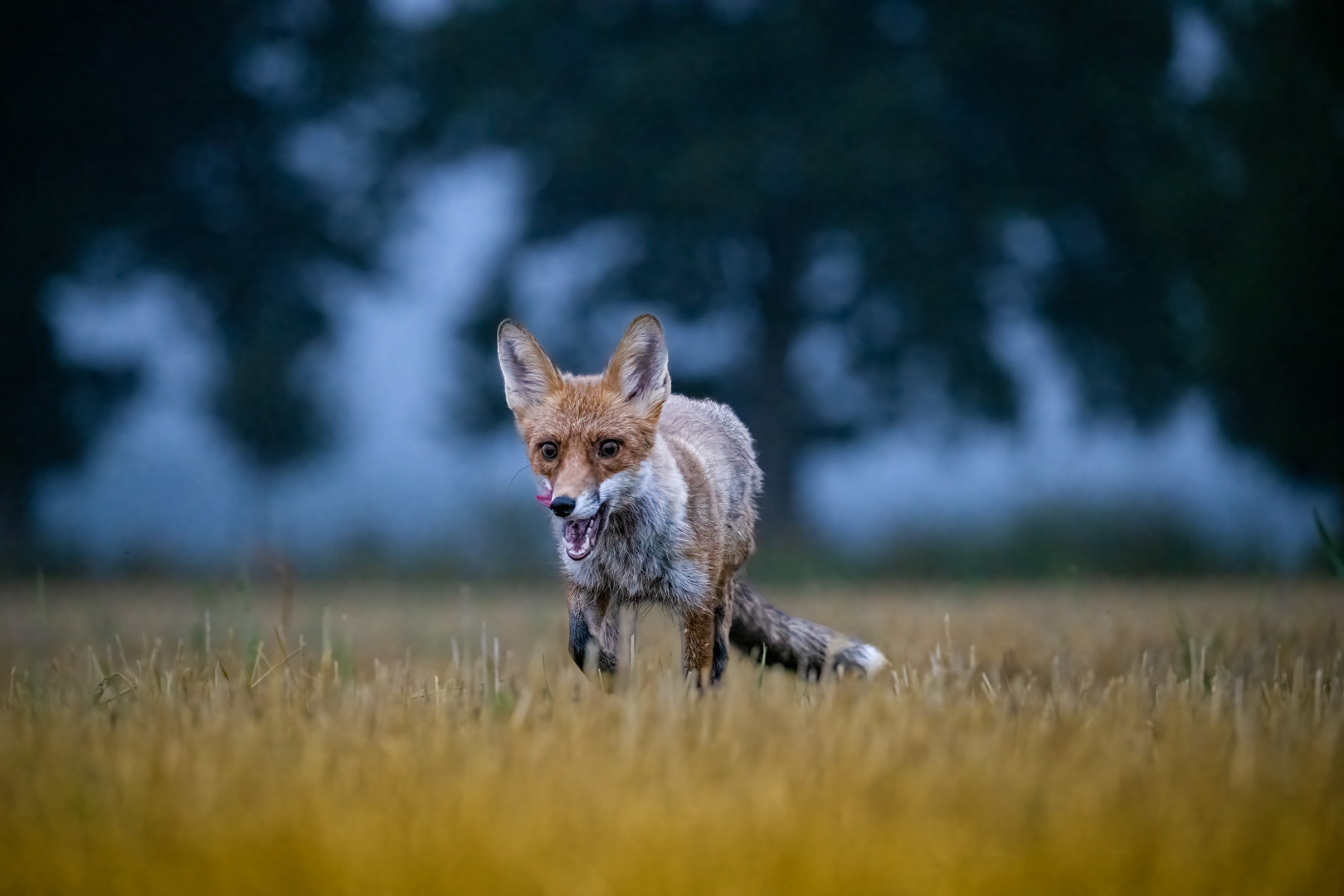 Liška obecná (Vulpes vulpes), Vysočina, 08/2022