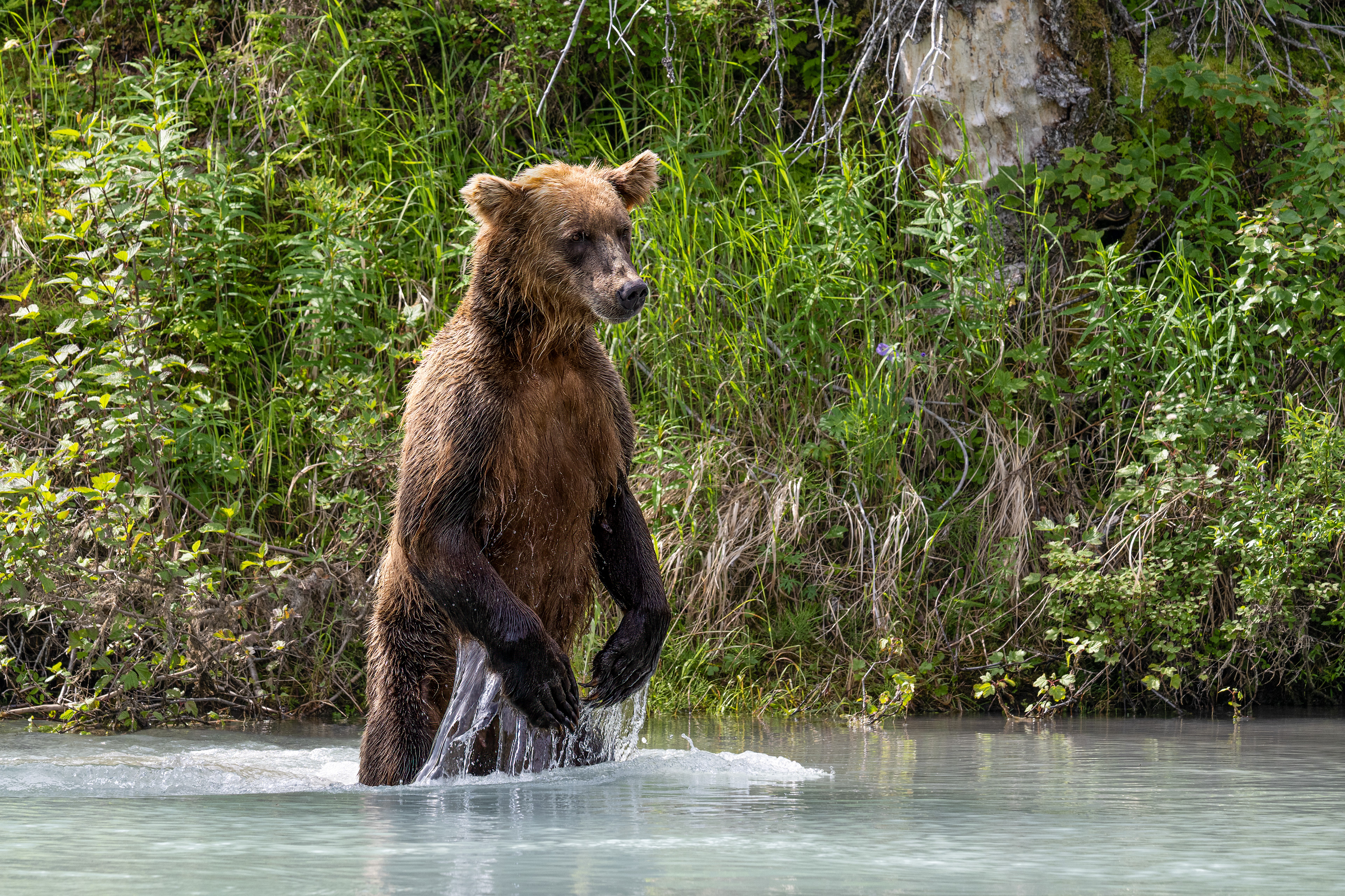 Medvěd grizzly (Ursus arctos horribilis), Aljaška, 07/2023