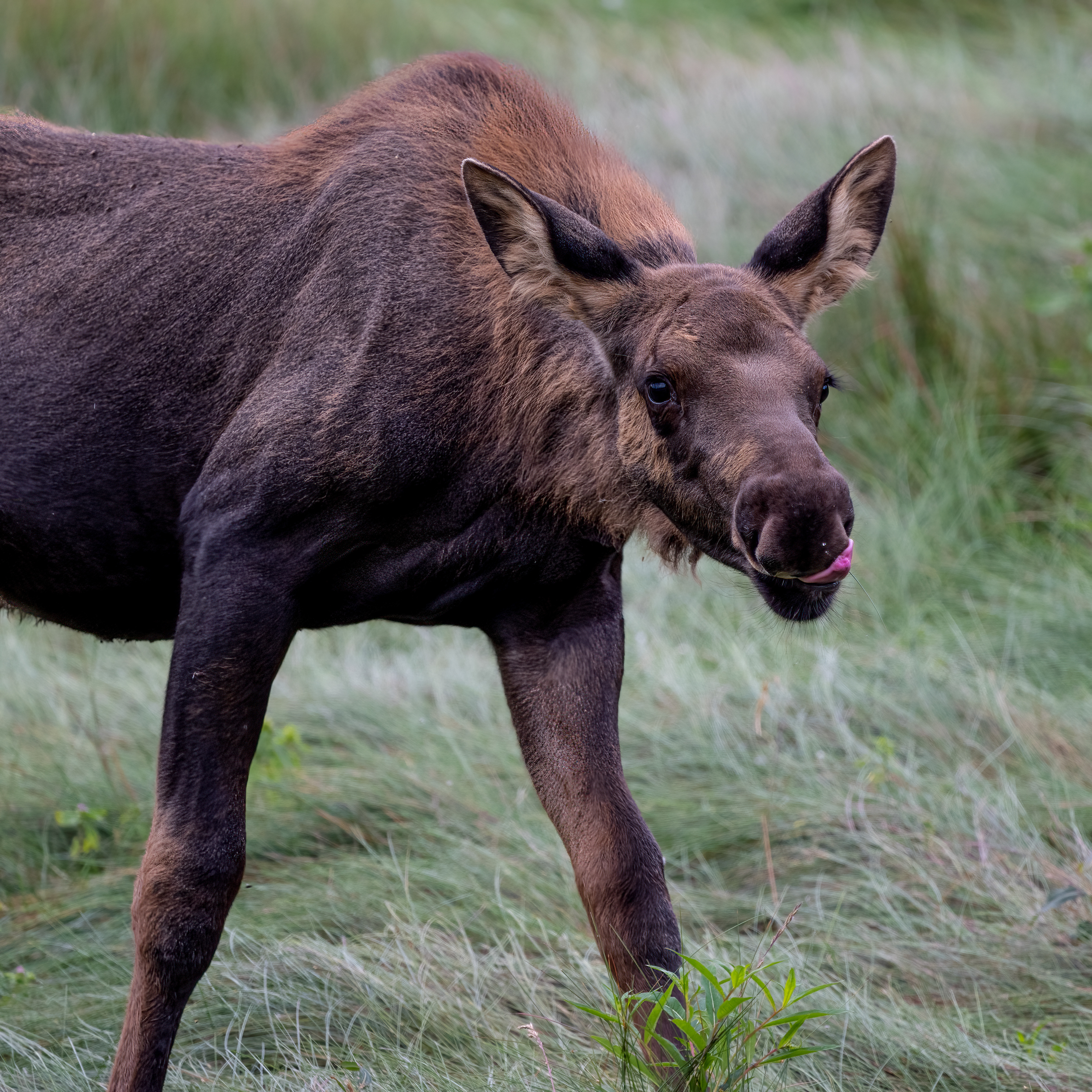 Los americký (Alces americanus), Aljaška, 07/2023
