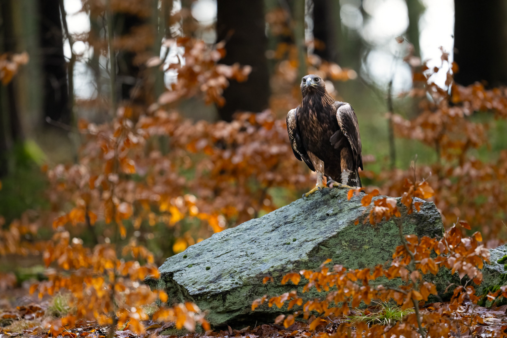Orel skalní (Aquila chrysaetos), Vysočina, 02/2024