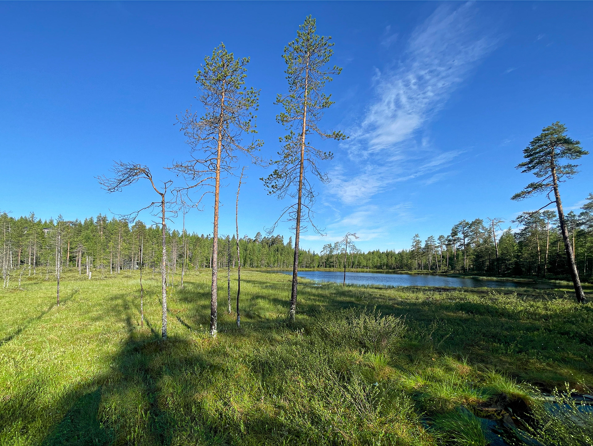 Finská tajga, ráno