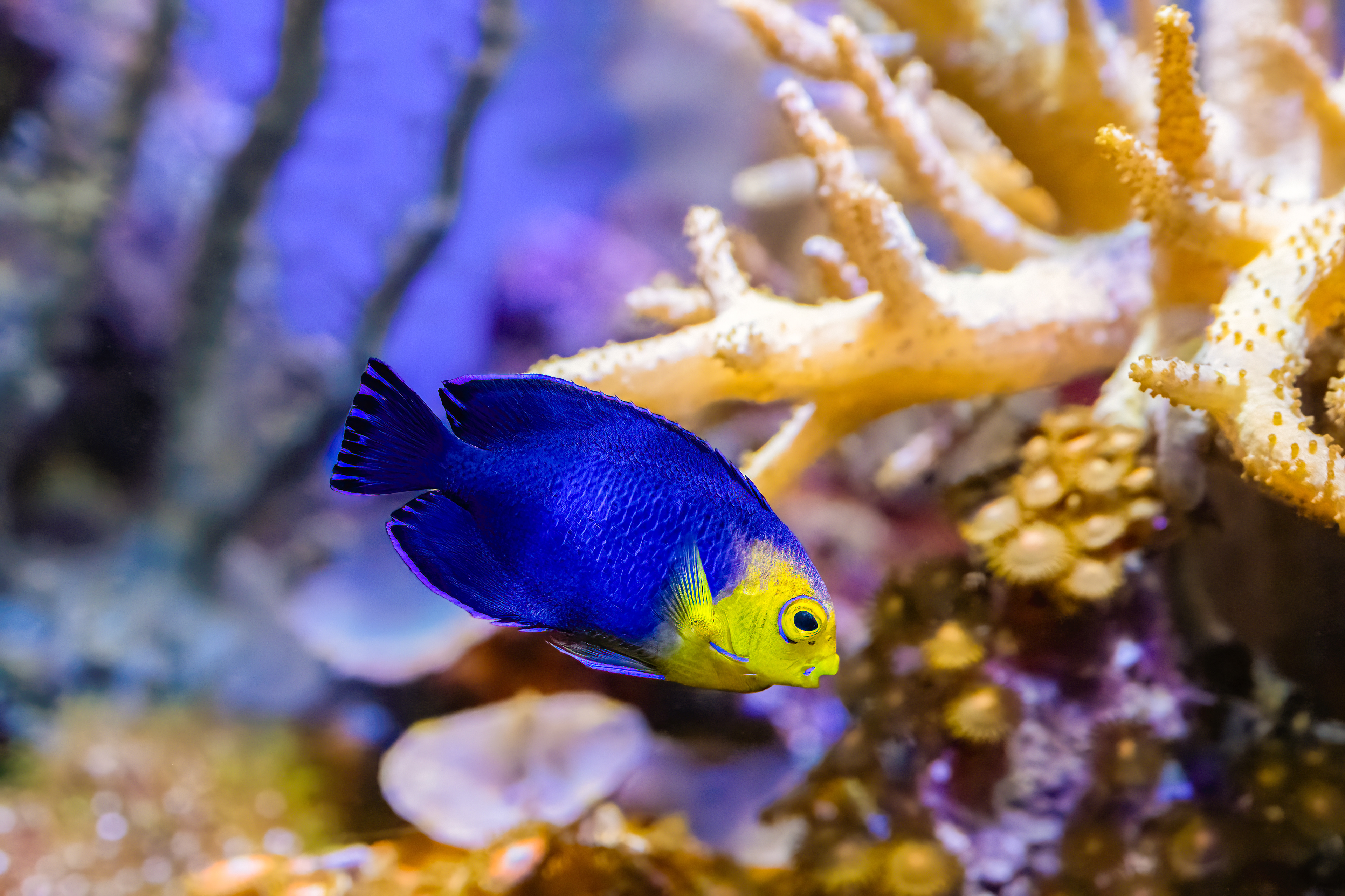 Pomčík žlutohlavý (Centropyge argi)