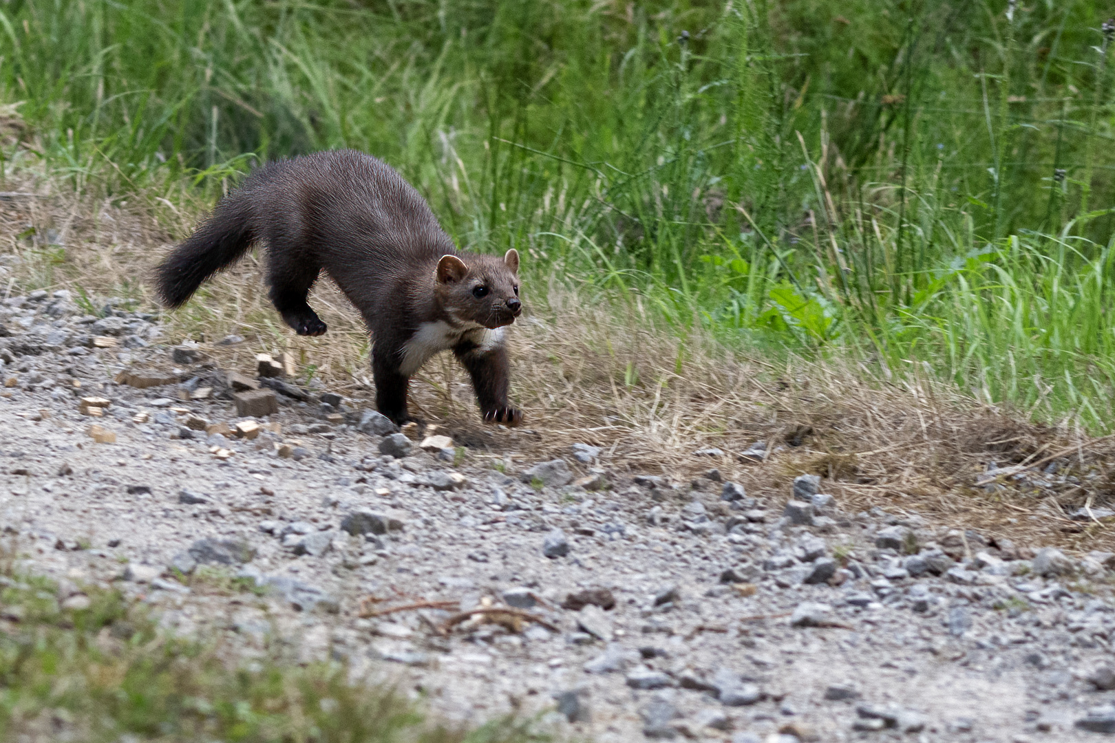 Kuna skalní (Martes foina), Vysočina, 08/2022