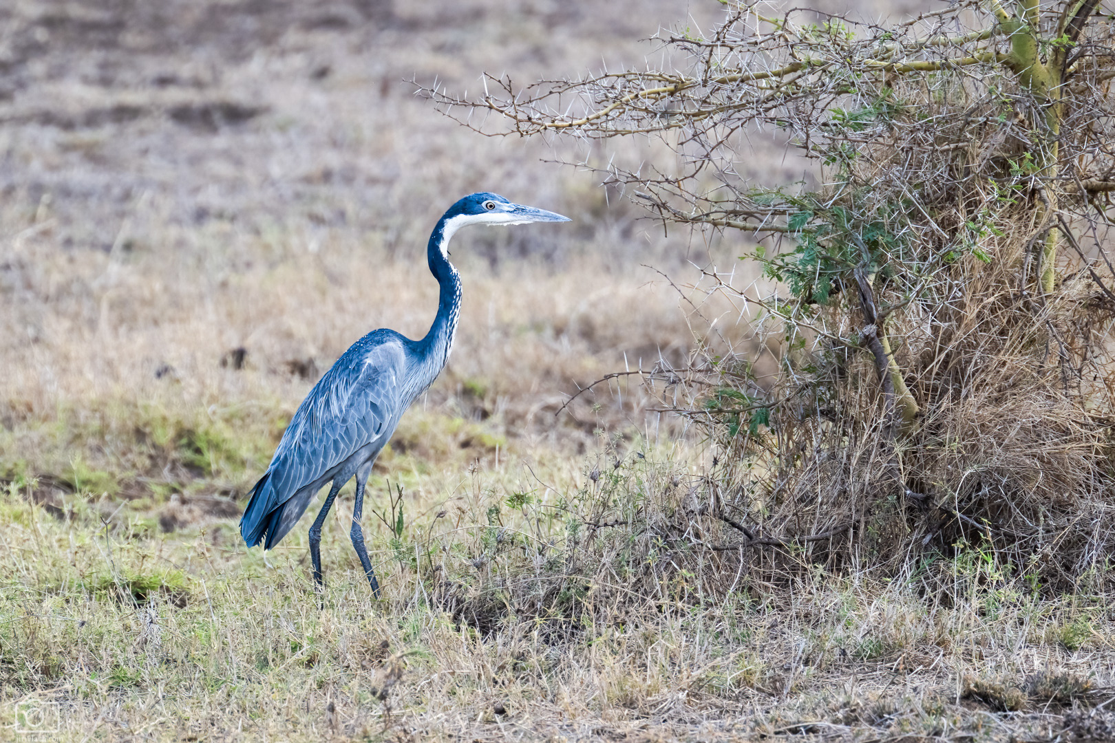 Volavka černohlavá (Ardea melanocephala), Kenya, 12/2025