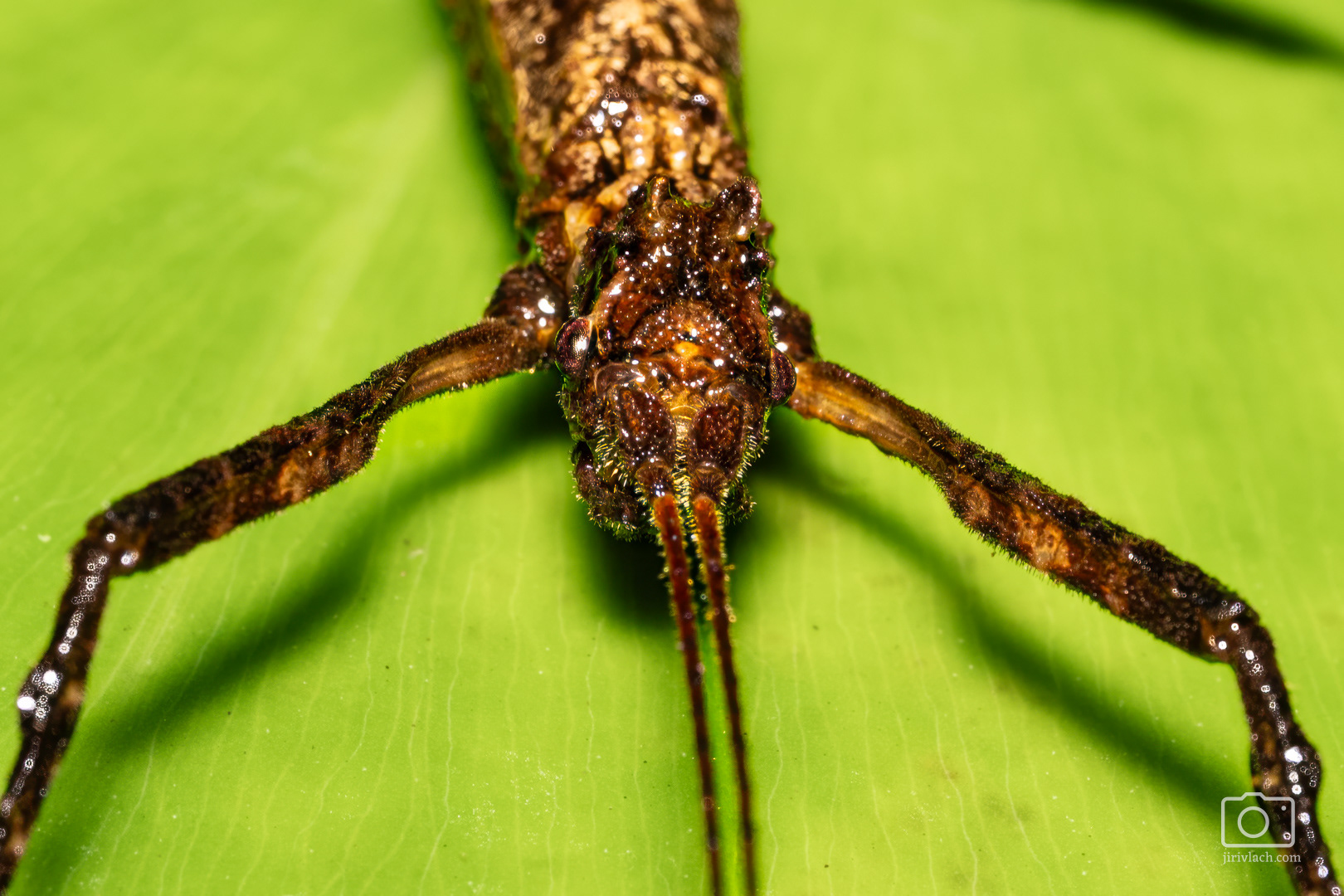 Strašilka (Phasmatodea)