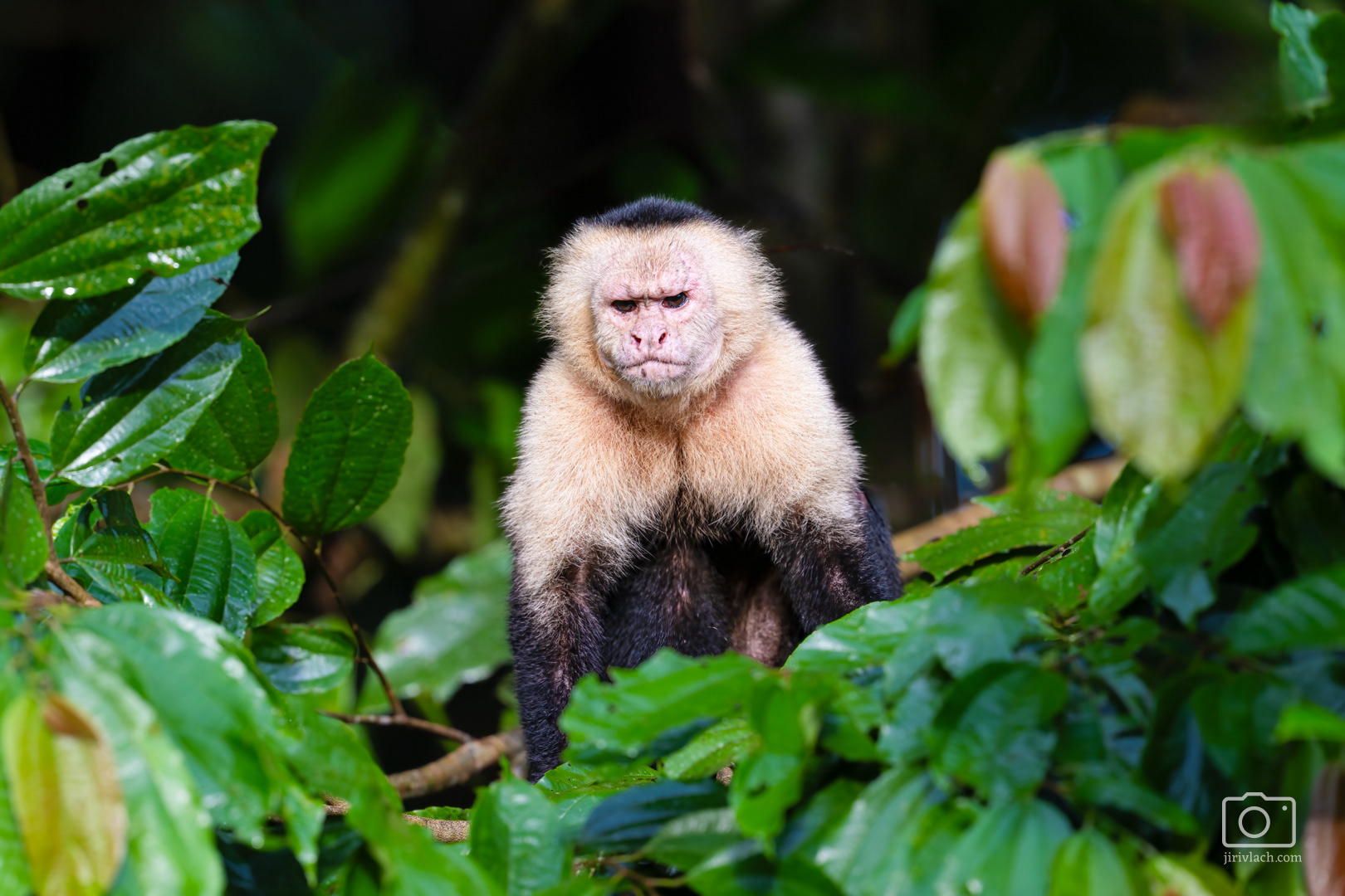 Malpa kapucínská (The Colombian white-faced capuchin, Cebus capucinus), Kostarika, 01/2025