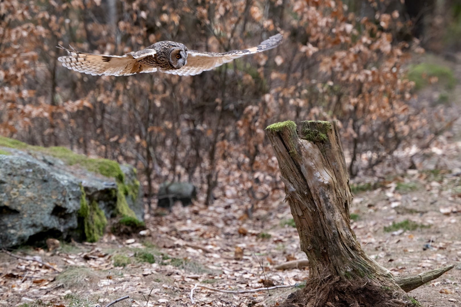 Kalous ušatý (Asio otus), Vysočina, 03/2022
