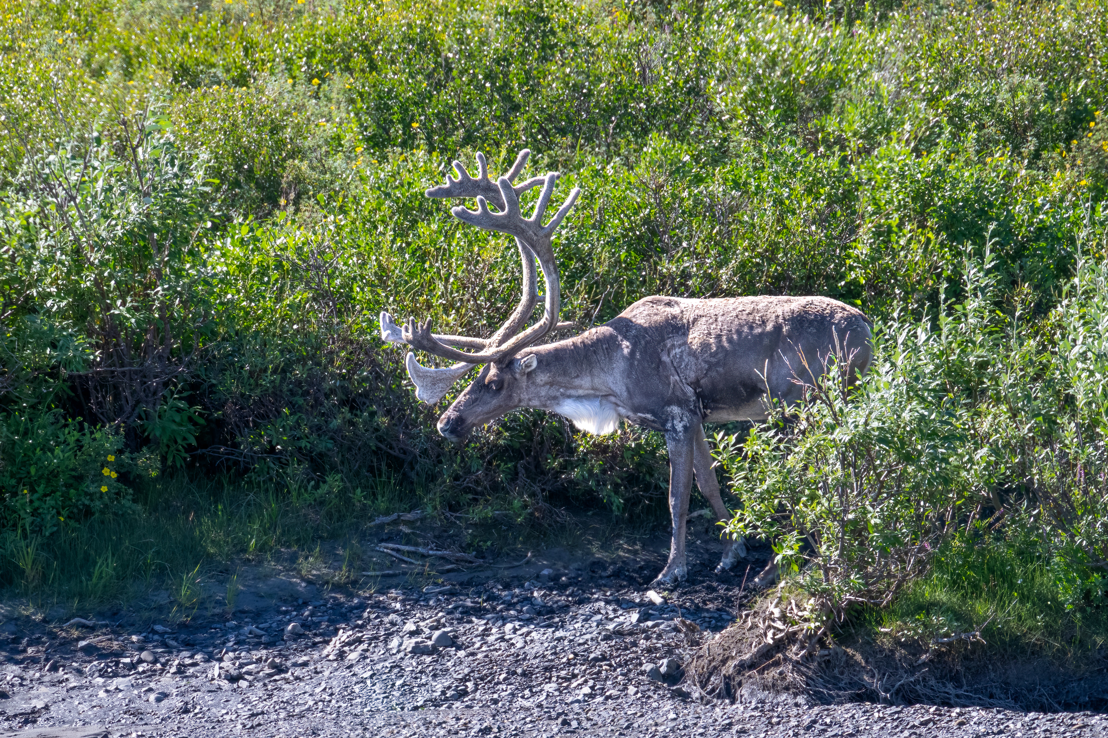 Sob polární (Rangifer tarandus) neboli karibu, Aljaška, 07/2023