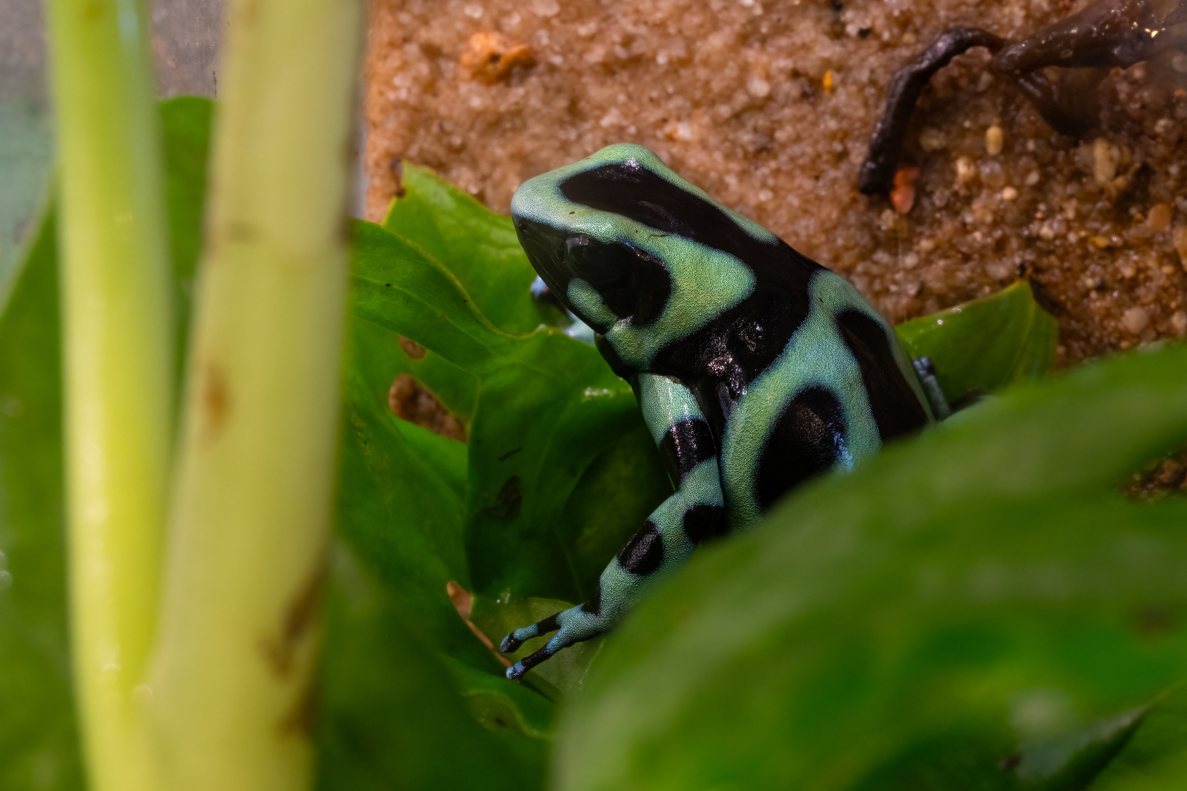 Pralesnička batiková "Green" (Dendrobates auratus "Green"), 08/2024