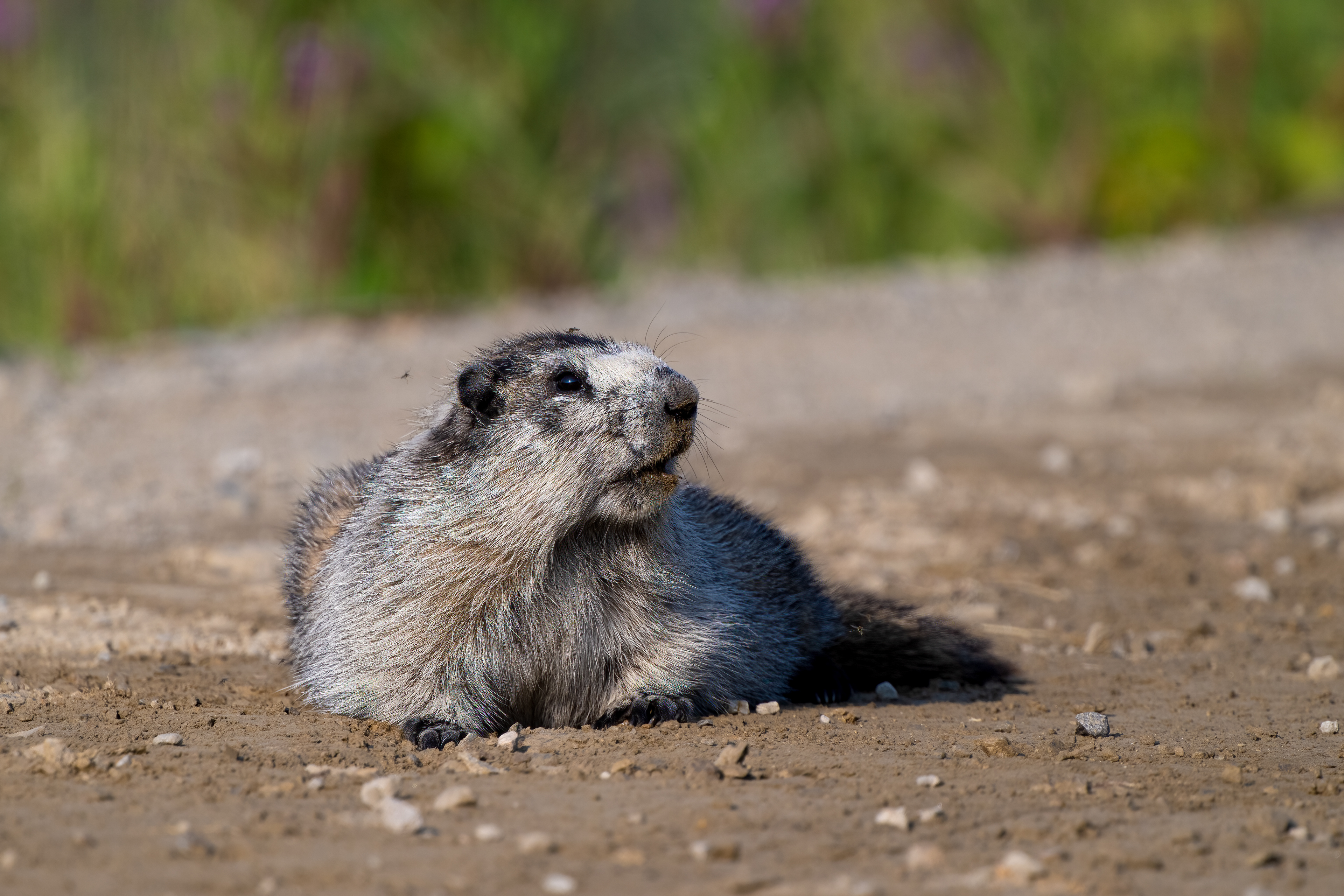 Svišť brýlový (Marmota caligata), Aljaška, 07/2023