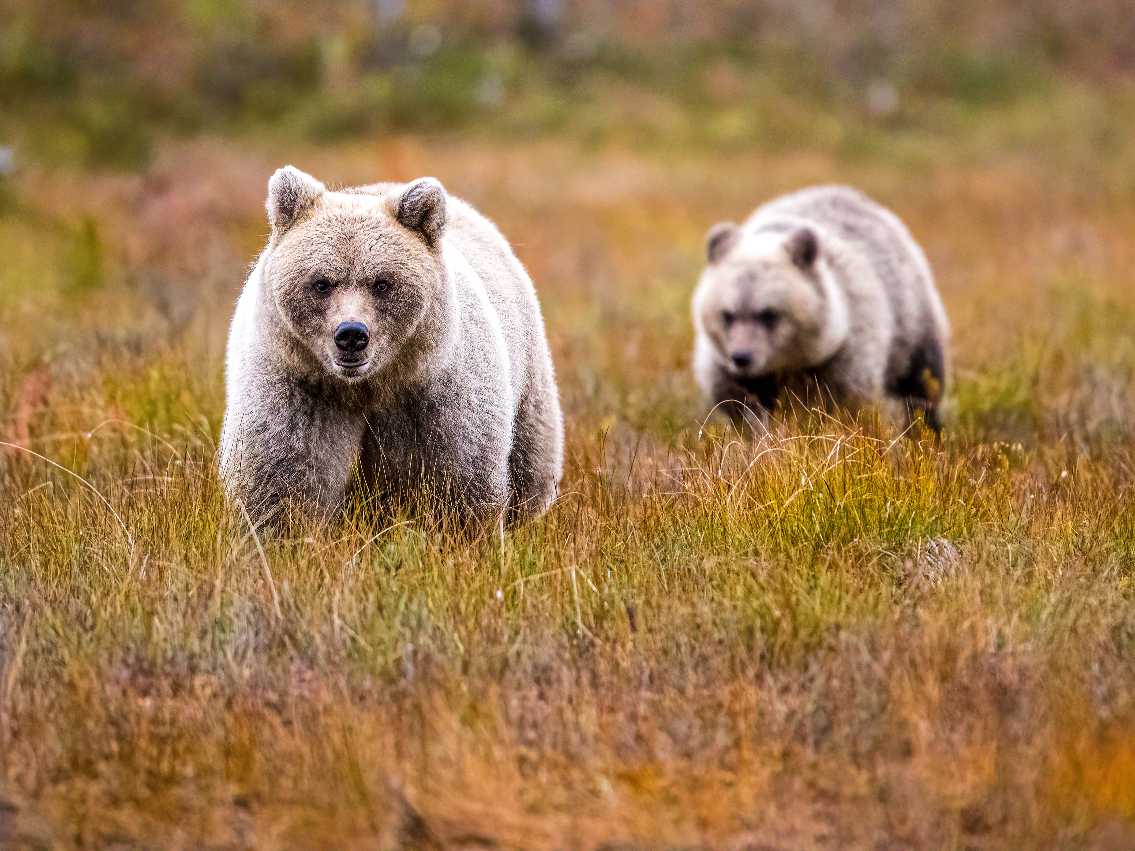 Medvěd hnědý (Ursus arctos), Finsko, 09/2022