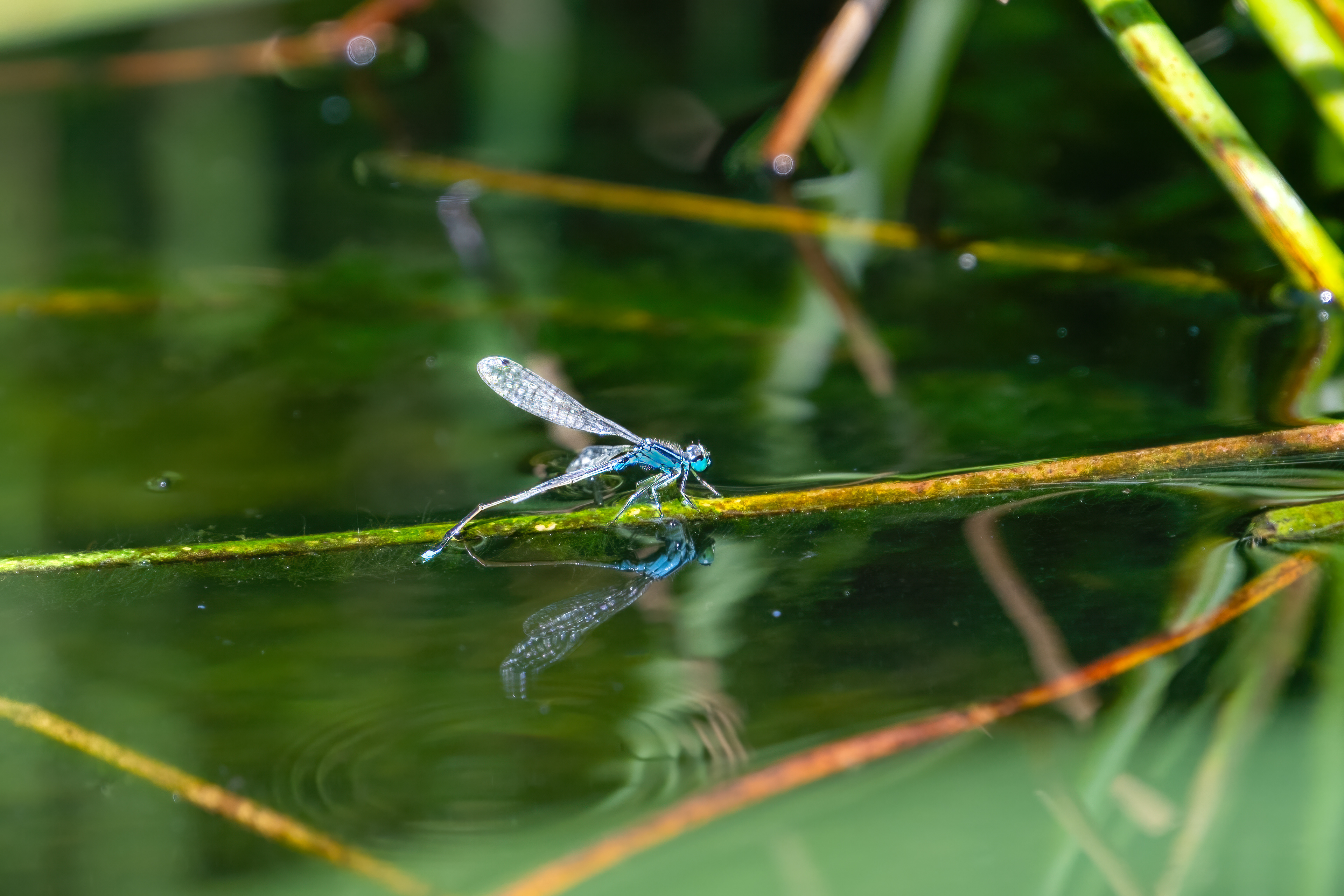 Šidélko větší (Ischnura elegans), Pyšely, 08/2024