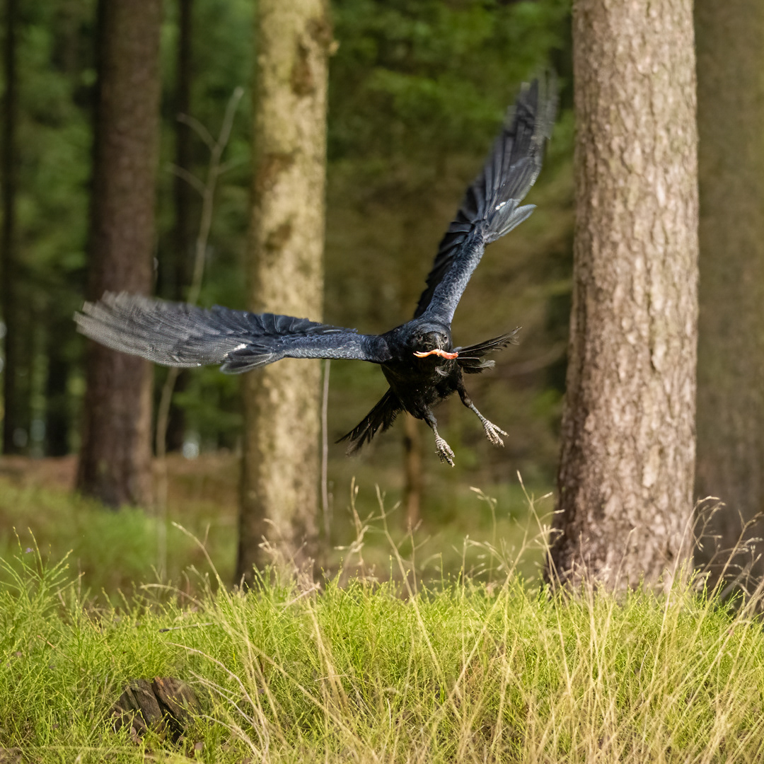 Krkavec velký (Corvus corax), Vysočina, 11/2022