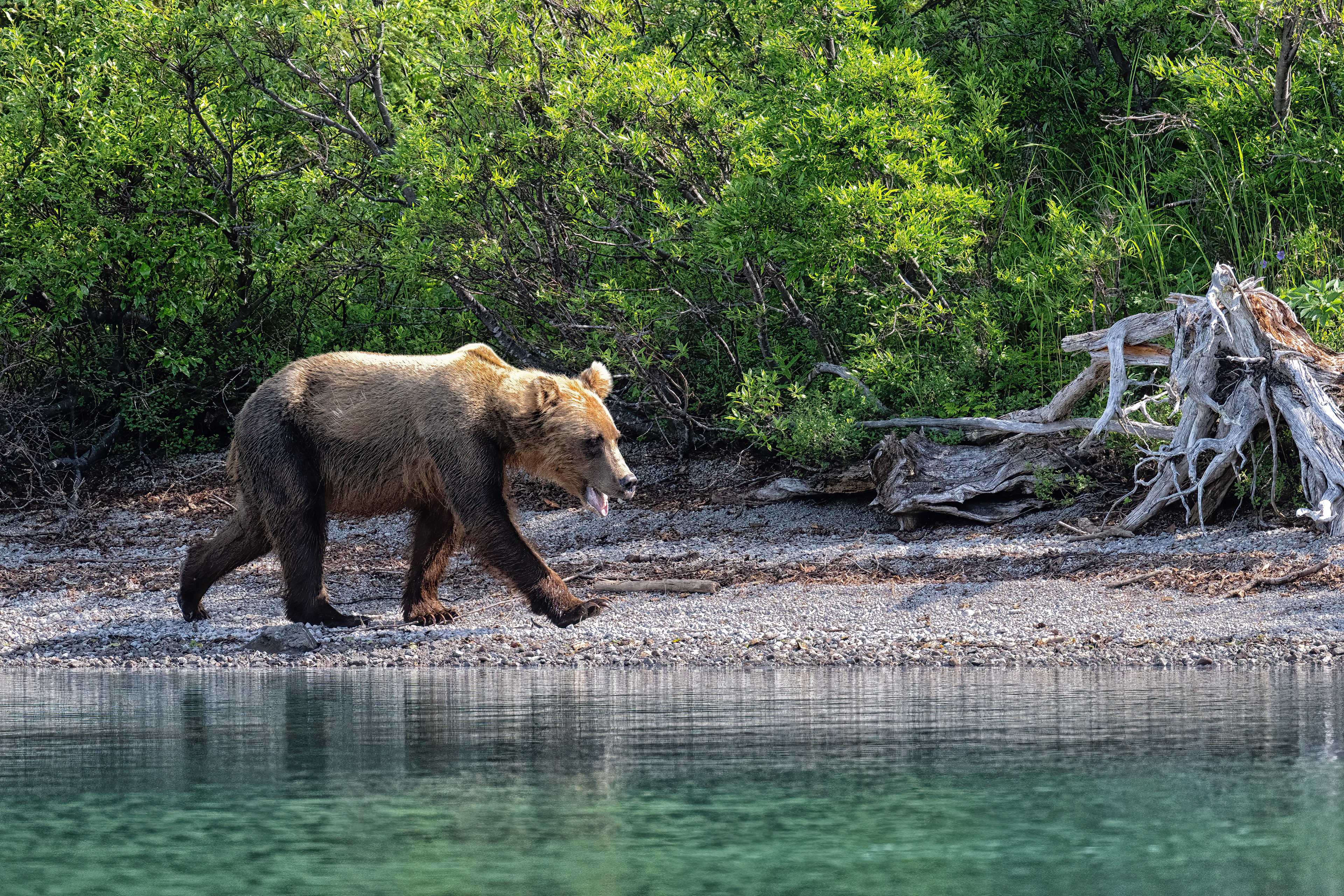 Medvěd grizzly (Ursus arctos horribilis), Aljaška, 07/2023