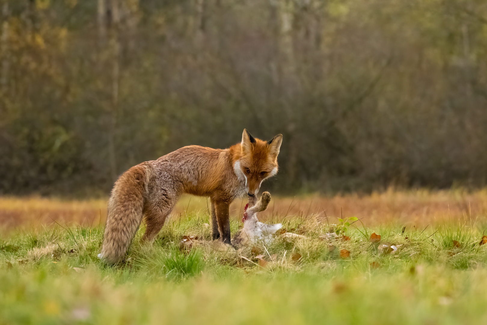 Liška obecná (Vulpes vulpes), Vysočina, 11/2022