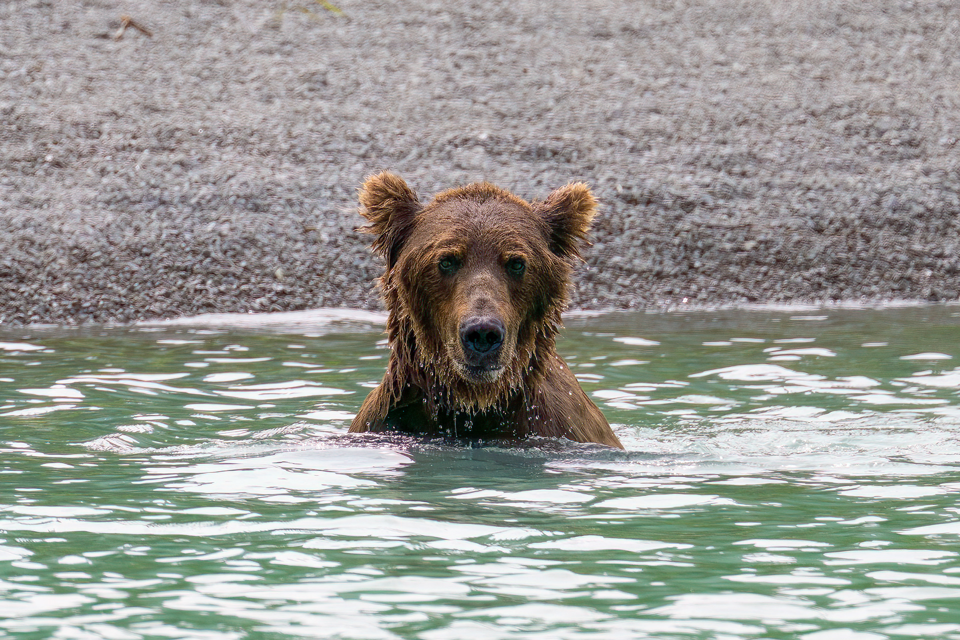 Medvěd grizzly (Ursus arctos horribilis), Aljaška, 07/2023