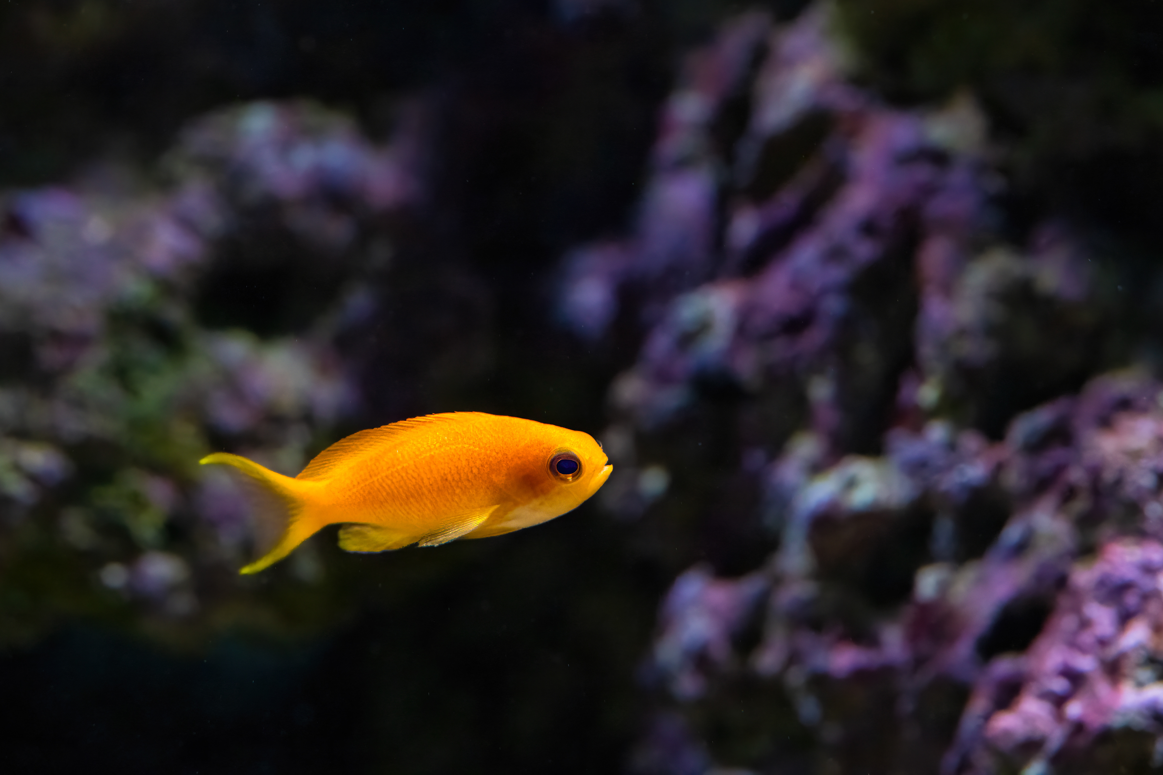 Bradáč šupinoploutvý (Pseudanthias squamipinnis)