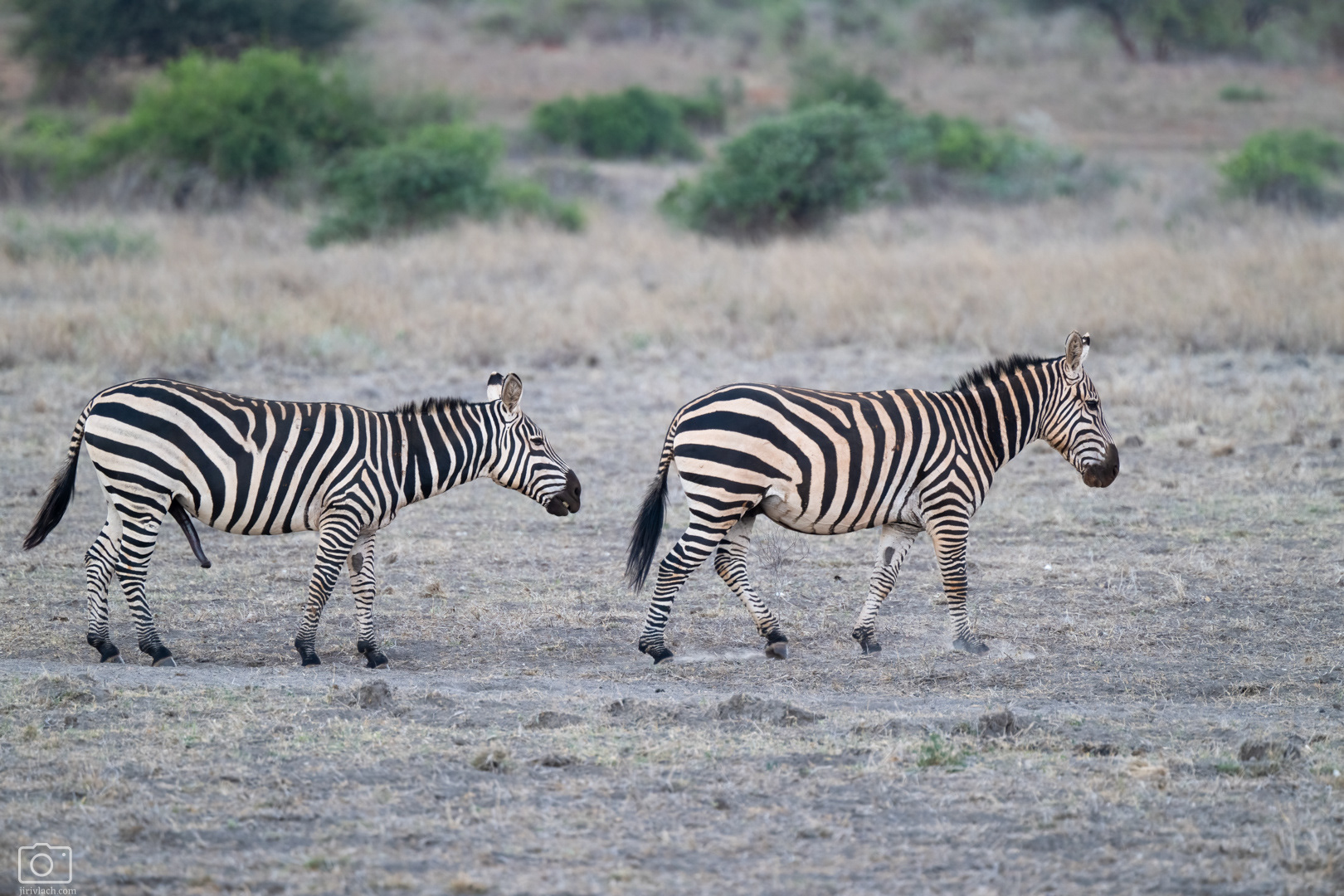 Zebra stepní (Equus quagga), Kenya, 12/2025