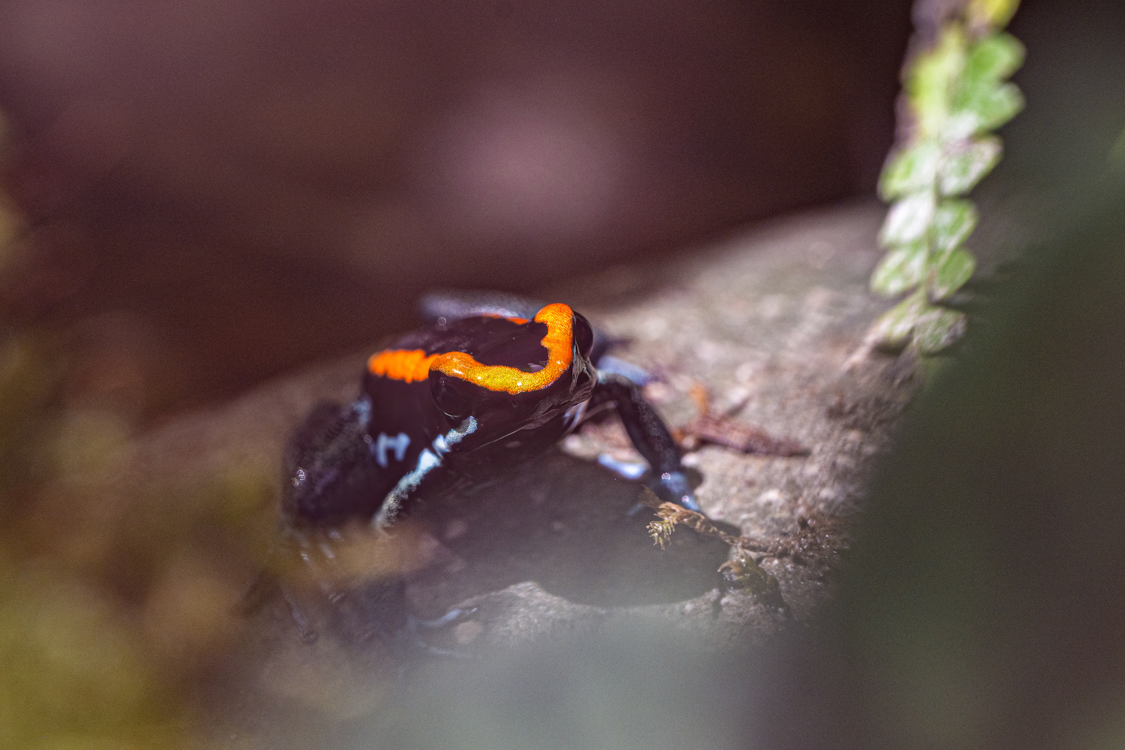Pralesnička pruhovaná (Phyllobates vittatus)
