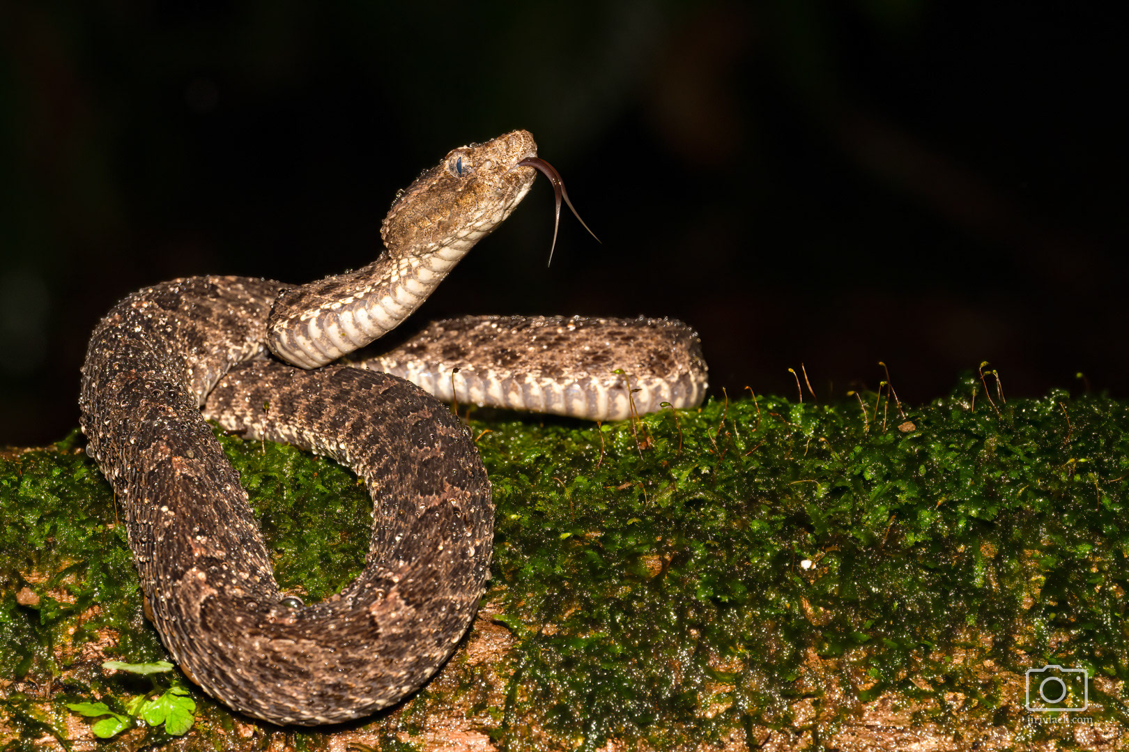Porthidium ophryomegas (Dry forest Hognosed pit Viper)