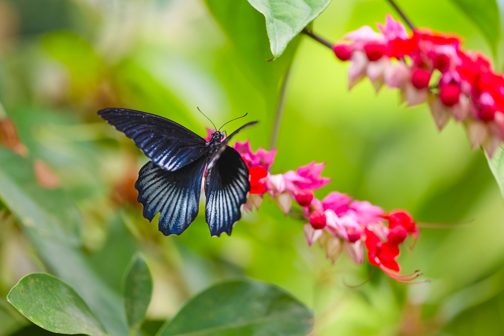 Papilio memnon (Great mormon), Fata Morgana, Praha, 05/2024