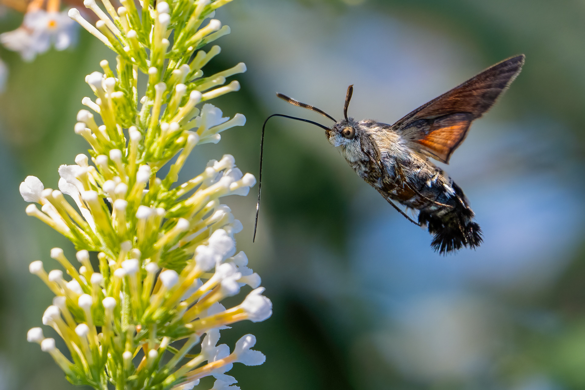 Dlouhozobka svízelová (Macroglossum stellatarum), Pyšely, 07/2024