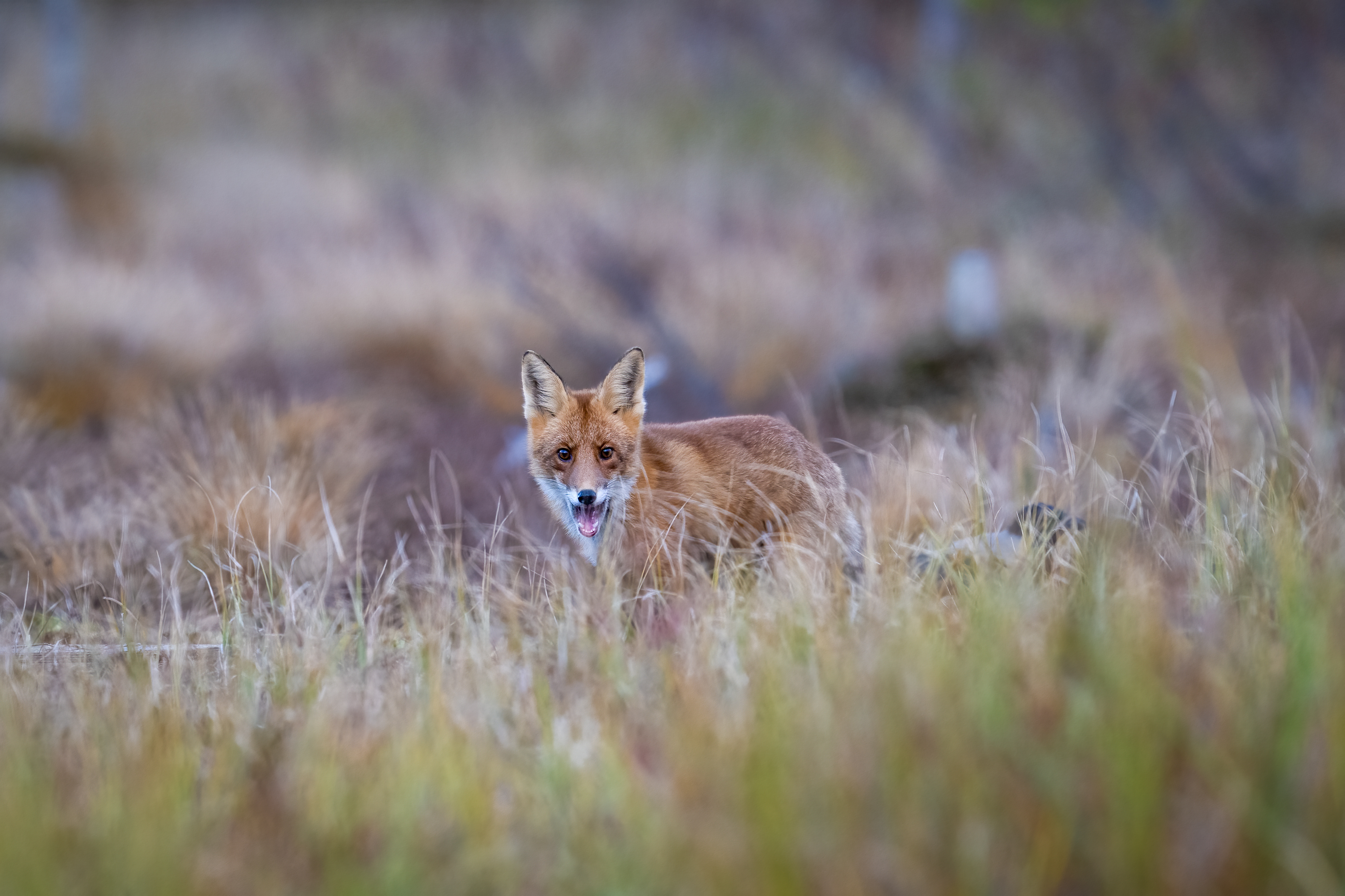 Liška obecná (Vulpes vulpes), Finsko, 09/2025