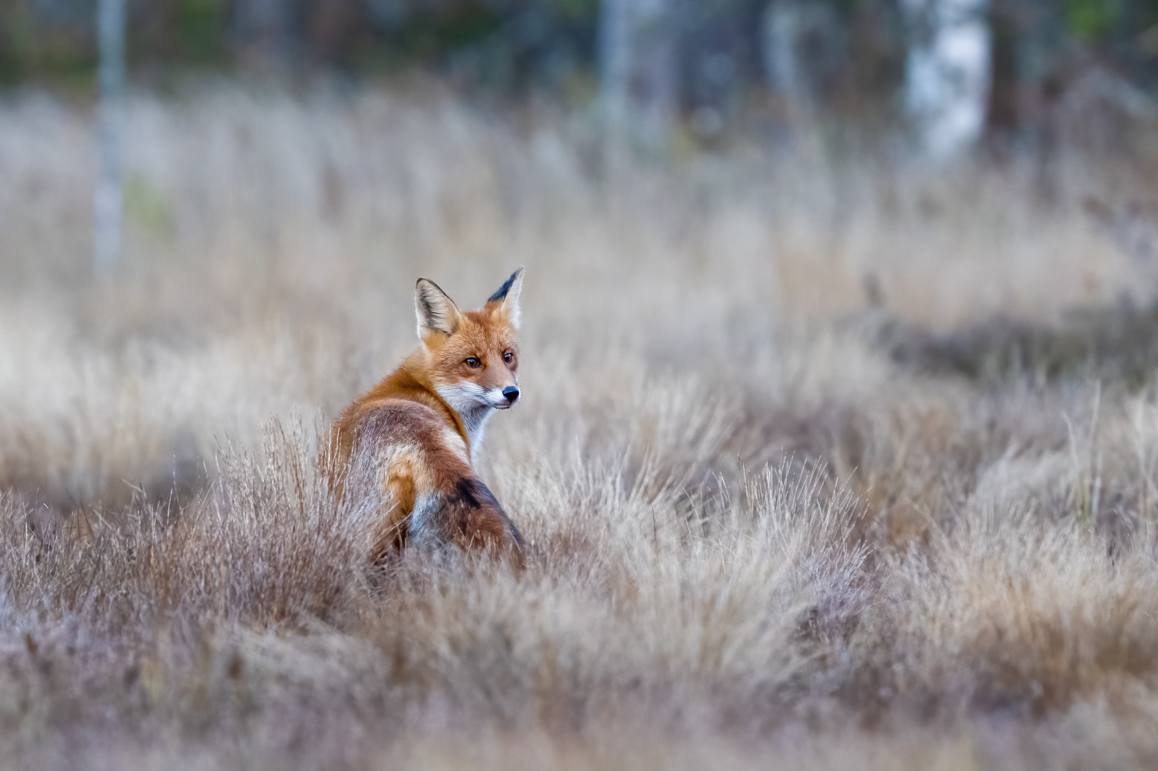 Liška obecná (Vulpes vulpes), Finsko, 09/2025