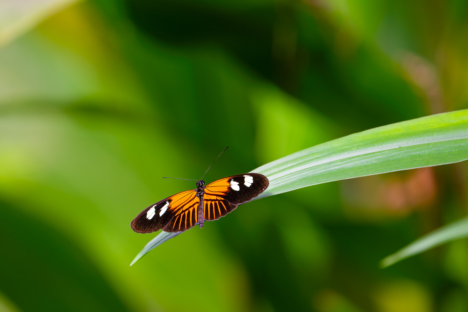 Heliconius melpomene (Postman butterfly), Fata Morgana, Praha, 05/2024