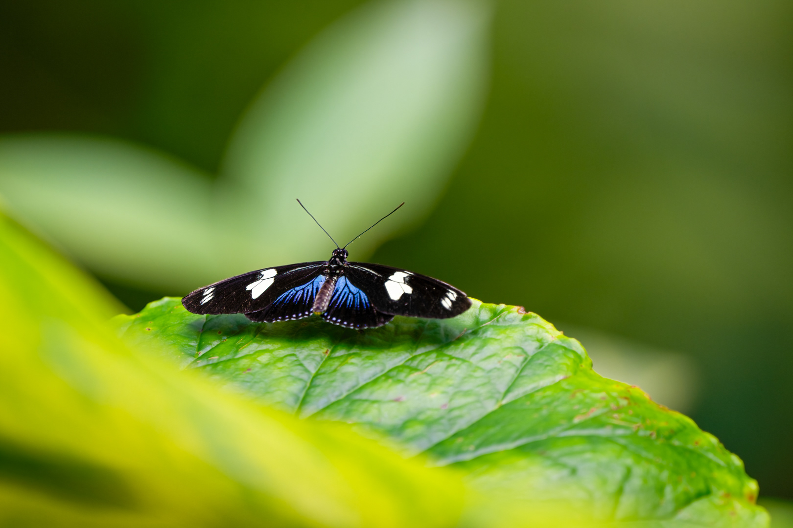 Heliconius melpomene (Postman butterfly), Fata Morgana, Praha, 05/2024