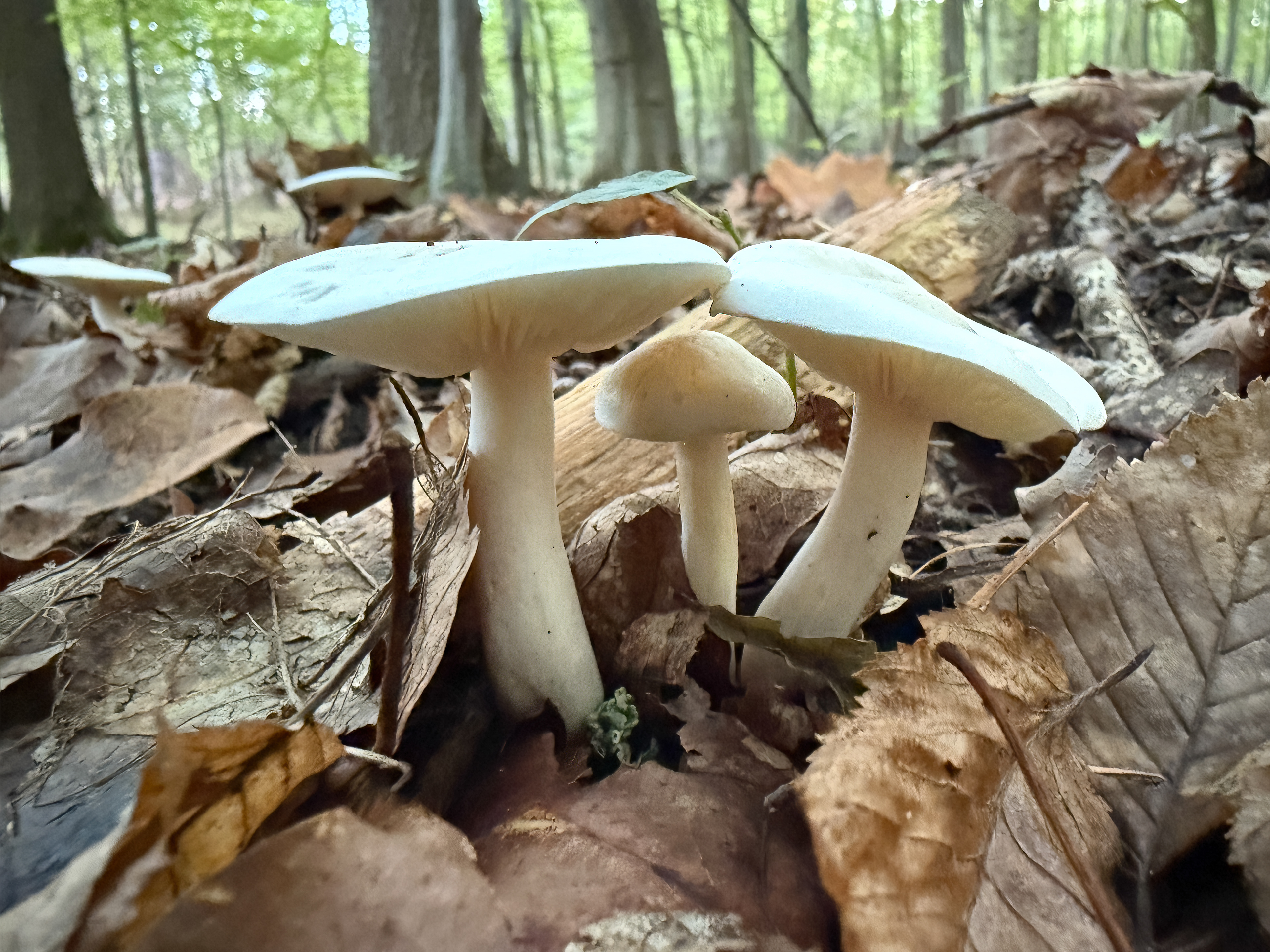 Čirůvka běložlutavá (Tricholoma stiparophyllum)?