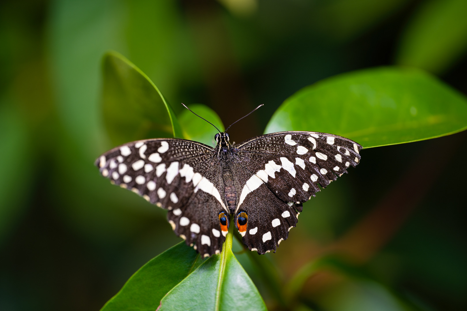 Papilio demodocus (Citrus swallowtail), Fata Morgana, Praha, 05/2024