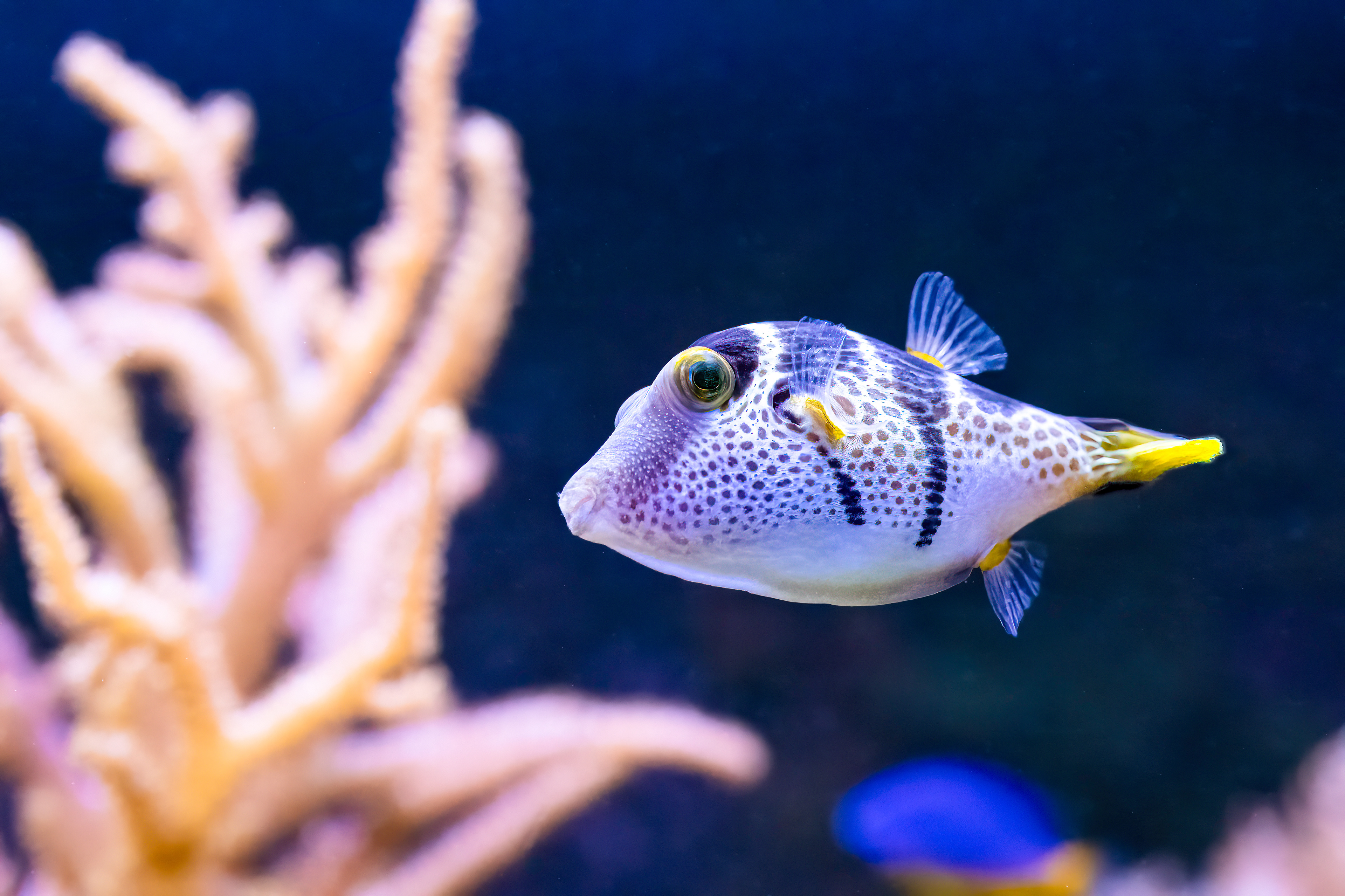 Hranobřich Valentinův (Canthigaster valentini)