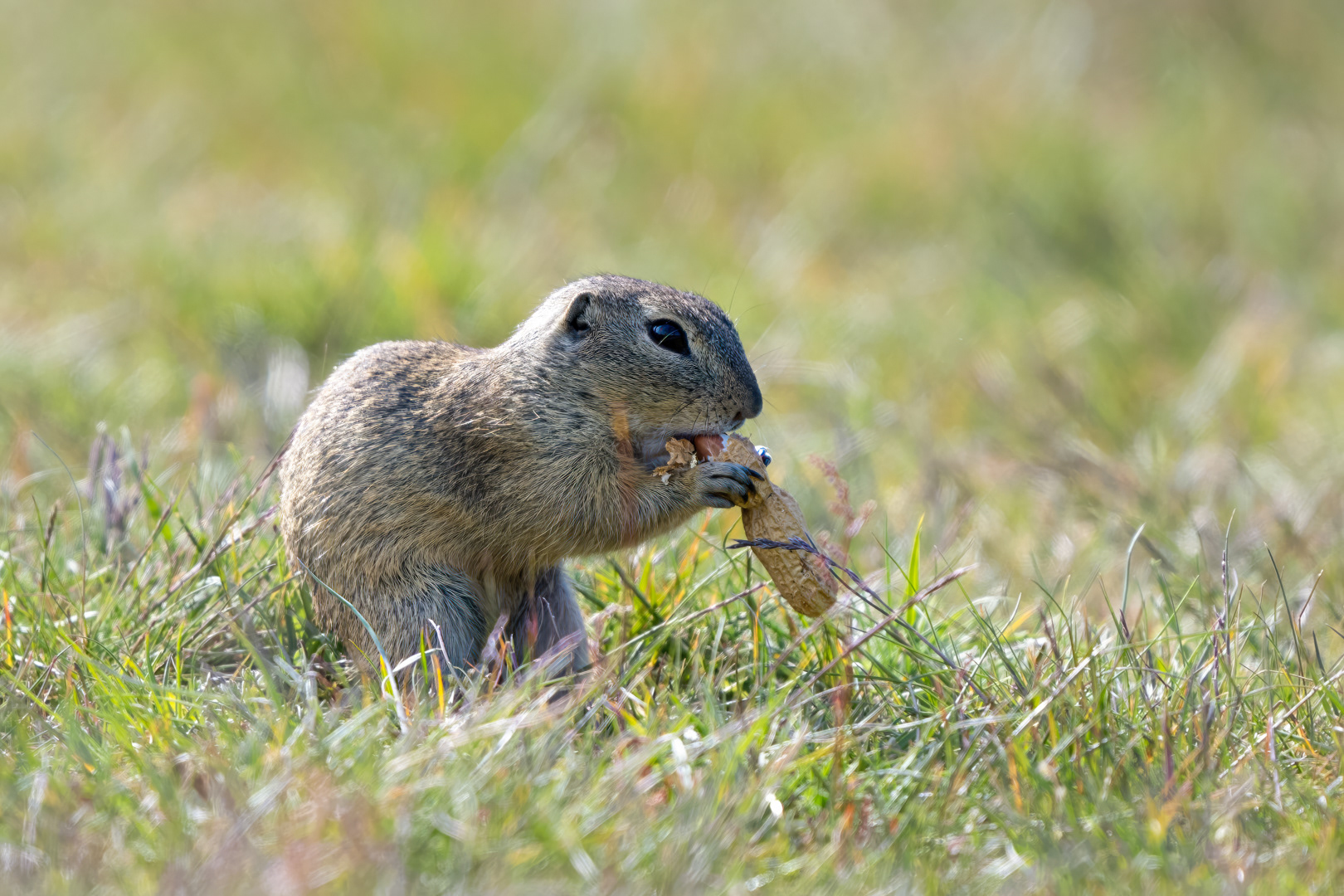 Sysel obecný, Radouč (Spermophilus citellus), 04/2024
