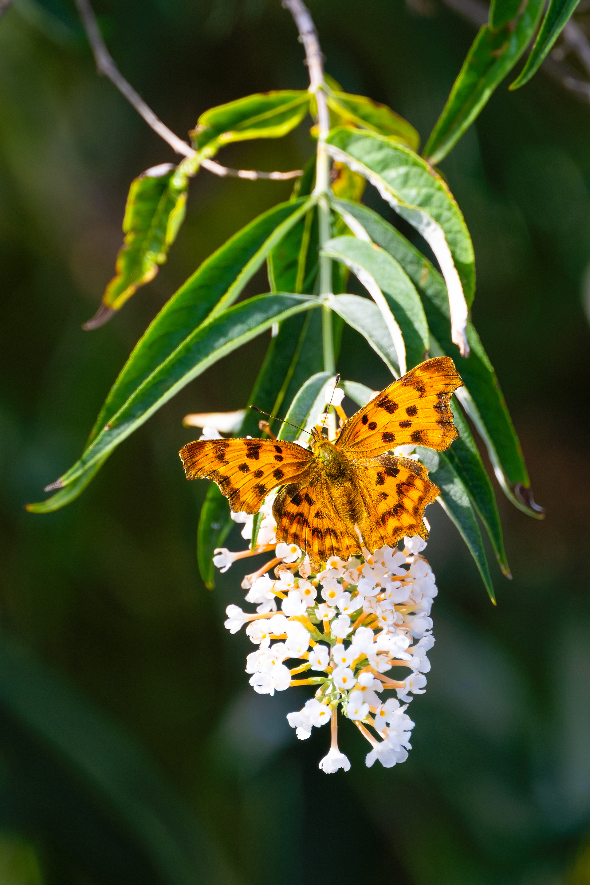Babočka bílé C (Polygonia c-album), Pyšely. 07/2024