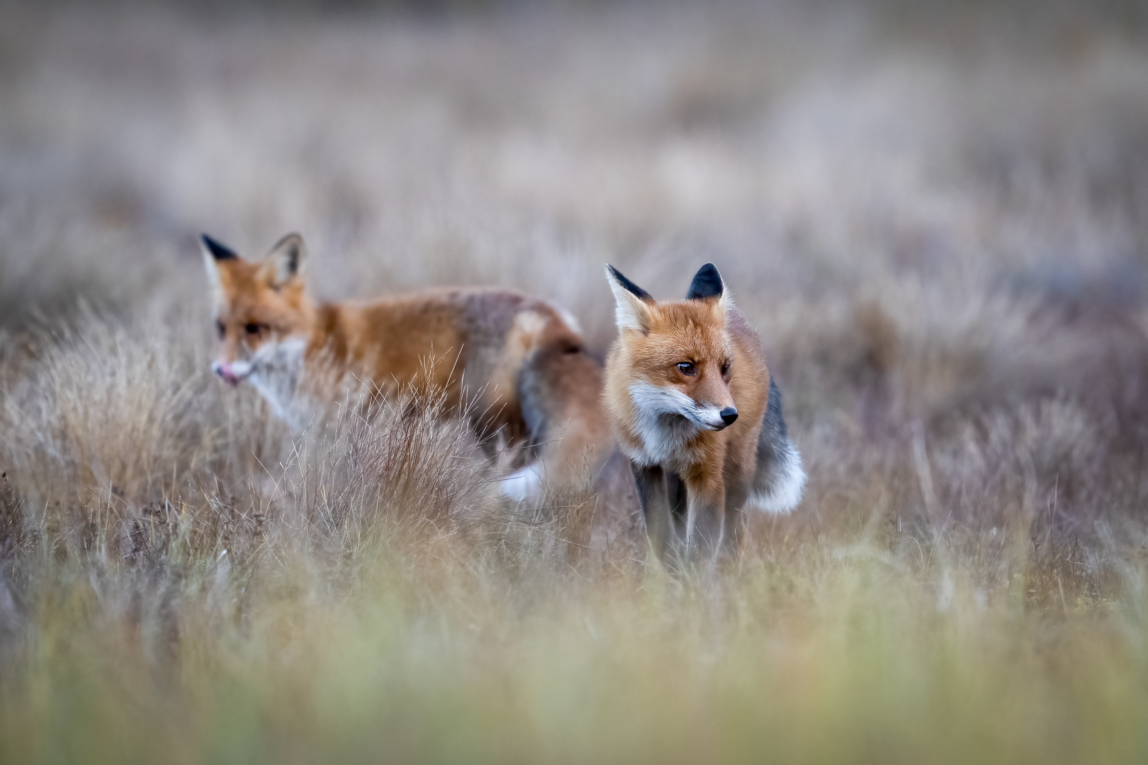 Liška obecná (Vulpes vulpes), Finsko, 09/2025