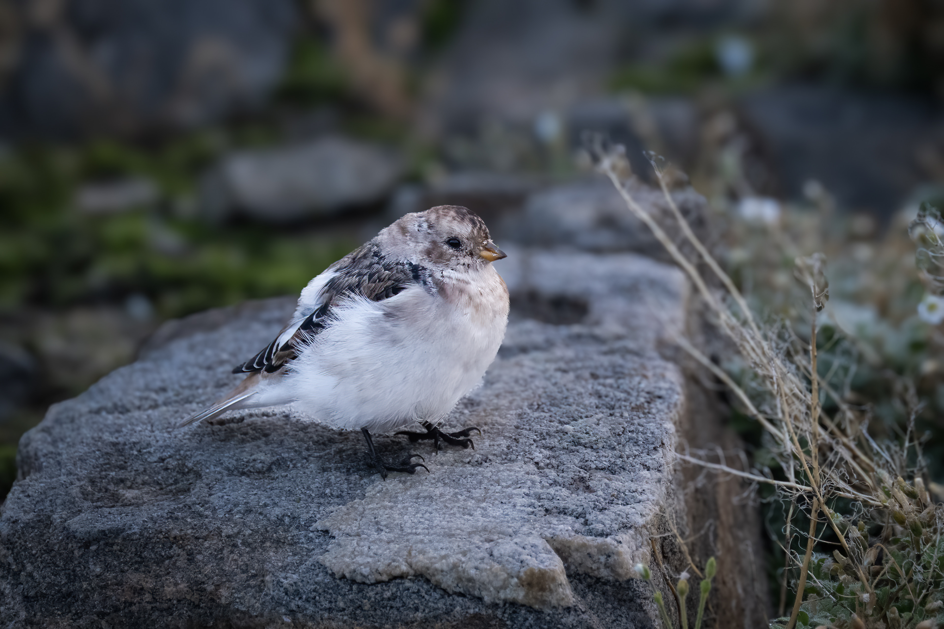 Sněhule severní (Plectrophenax nivalis, Snow bunting), Grónsko, 08/2025