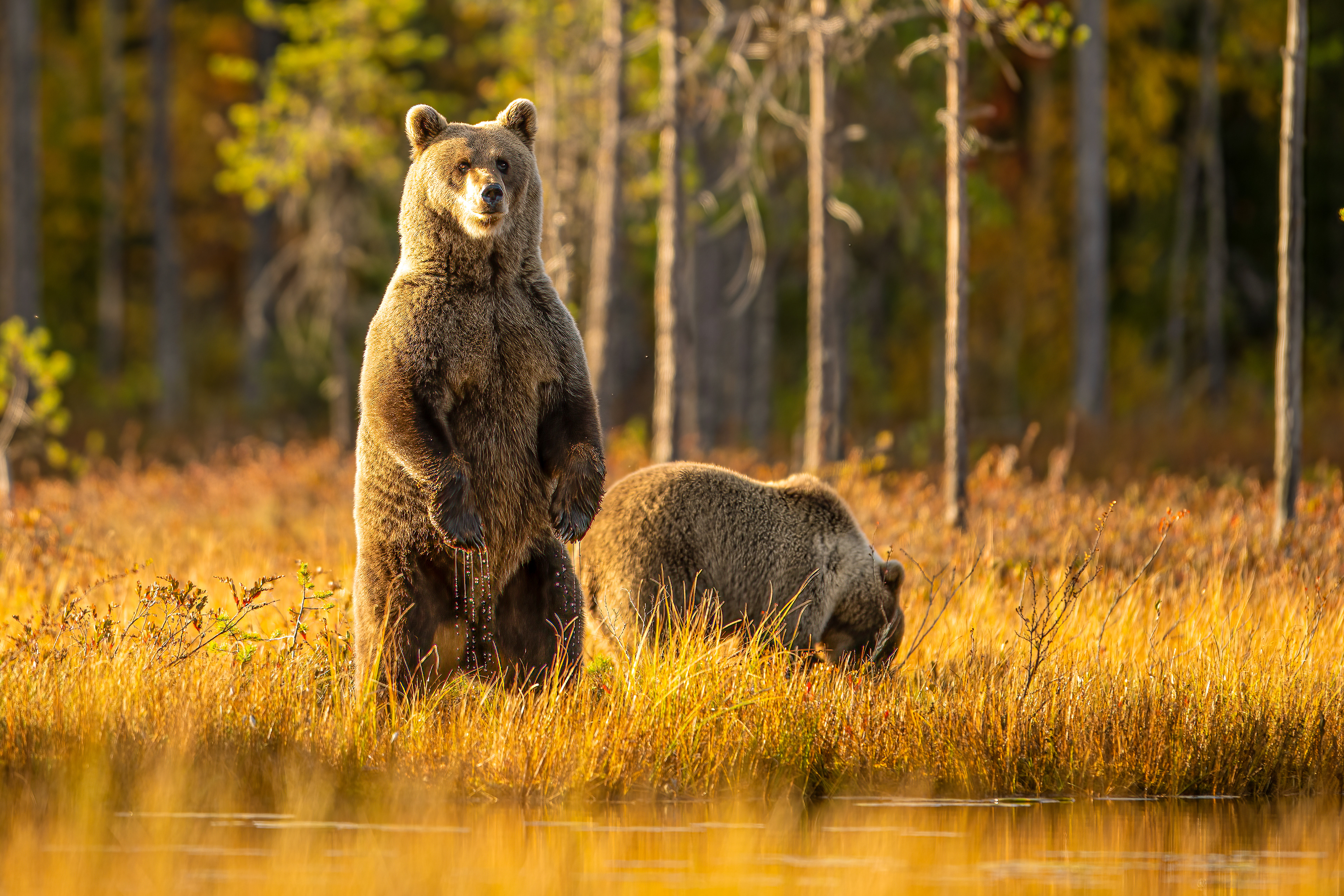 Medvěd hnědý (Ursus arctos), Finsko, 09/2022