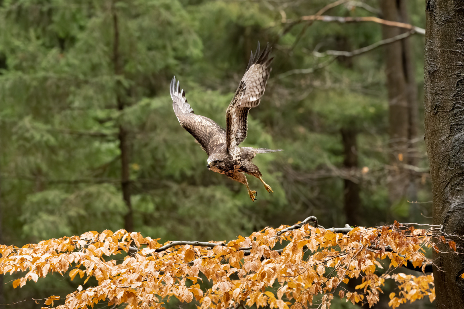 Káně lesní (Buteo buteo), Vysočina, 11/2022