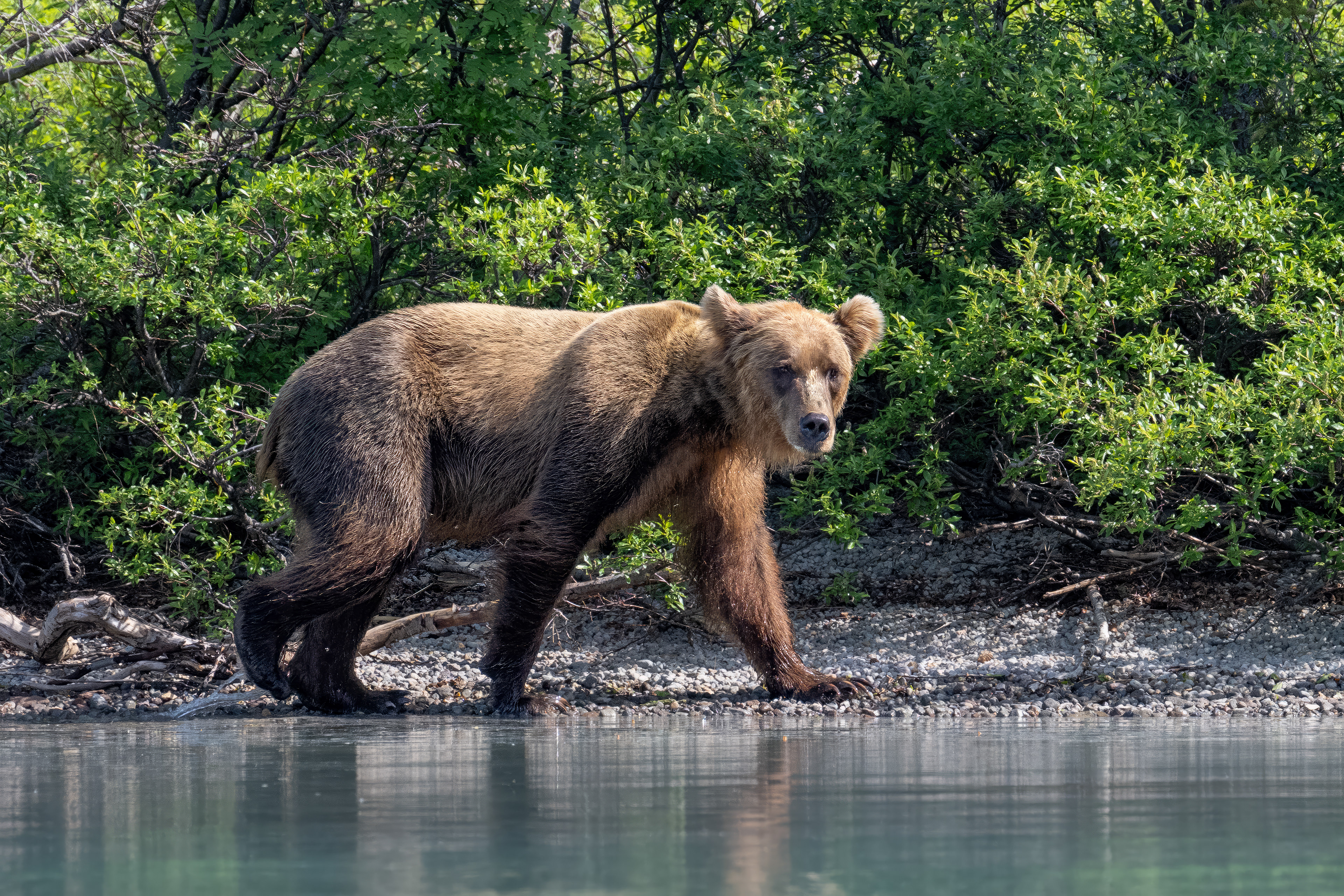 Medvěd grizzly (Ursus arctos horribilis), Aljaška, 07/2023
