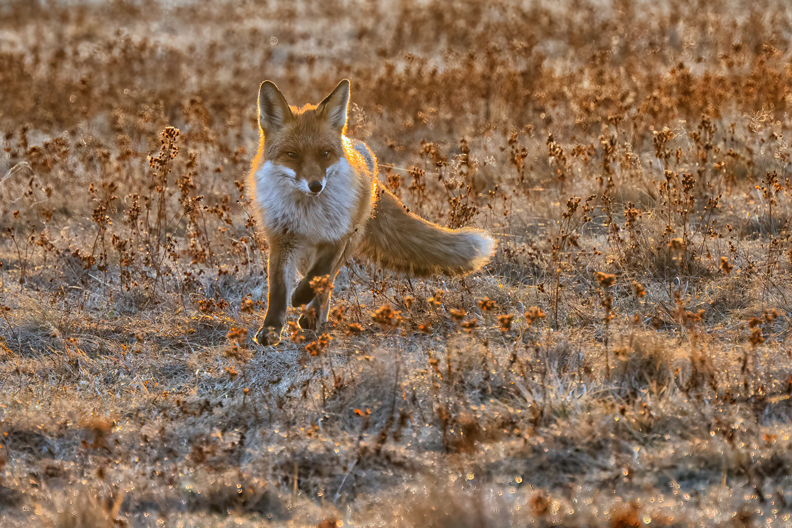 Liška obecná (Vulpes vulpes), Vysočina, 03/2022