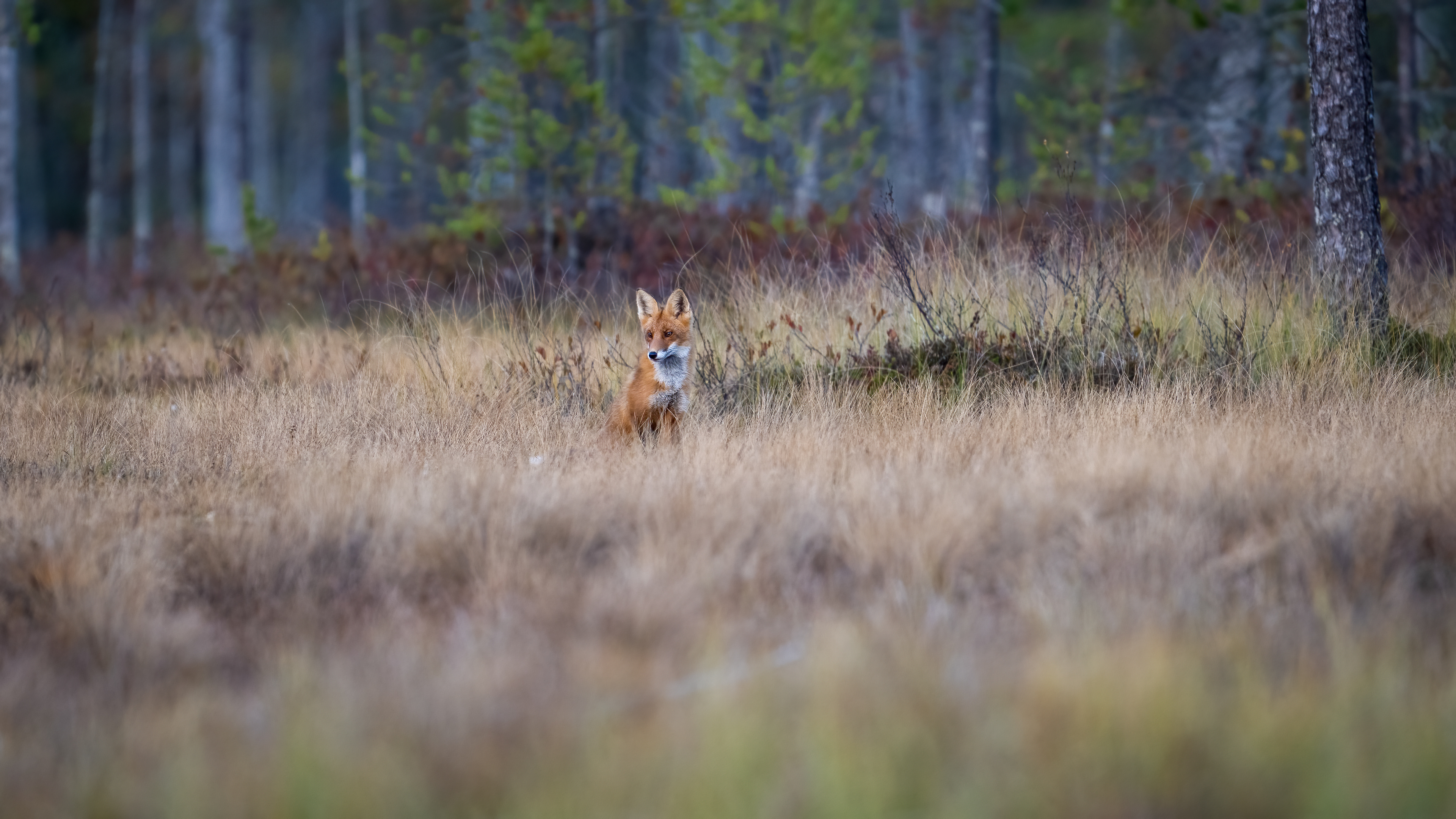 Liška obecná (Vulpes vulpes), Finsko, 09/2025