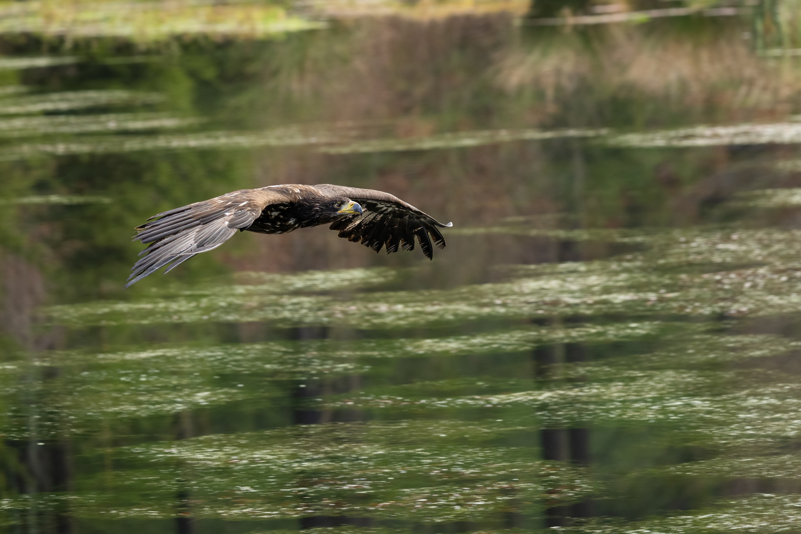 Orel mořský (Haliaeetus albicilla), Vysočina, 11/2022