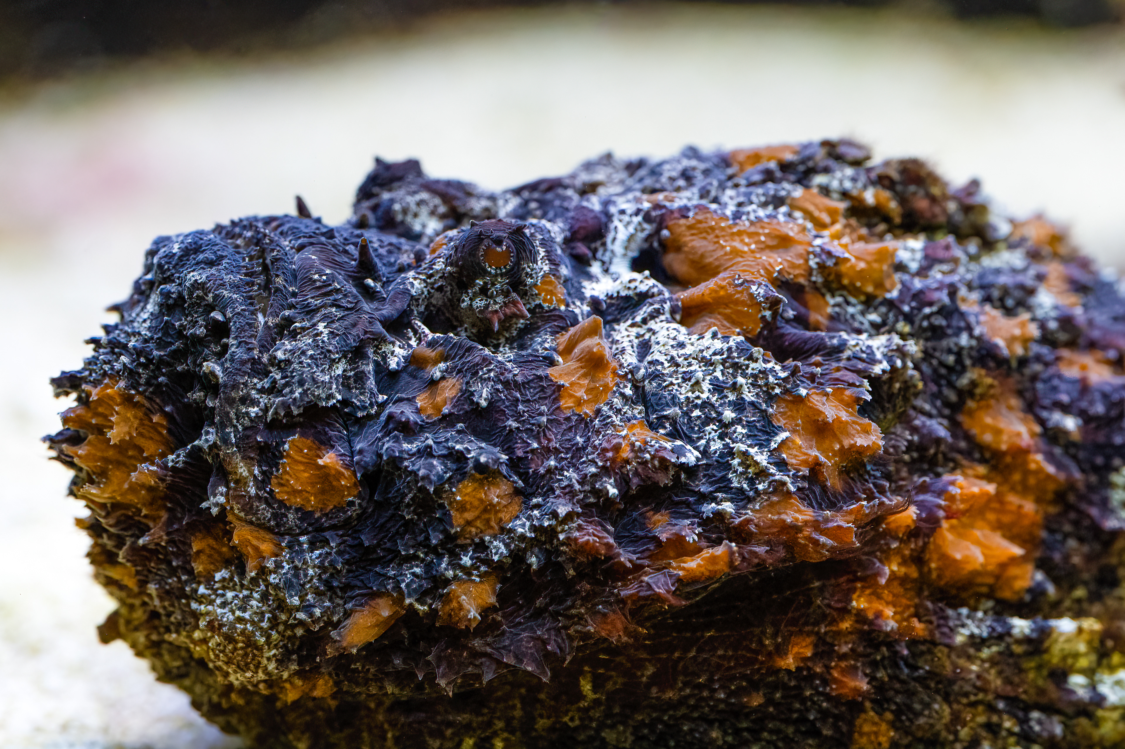 Odranec pravý (Synanceia verrucosa)