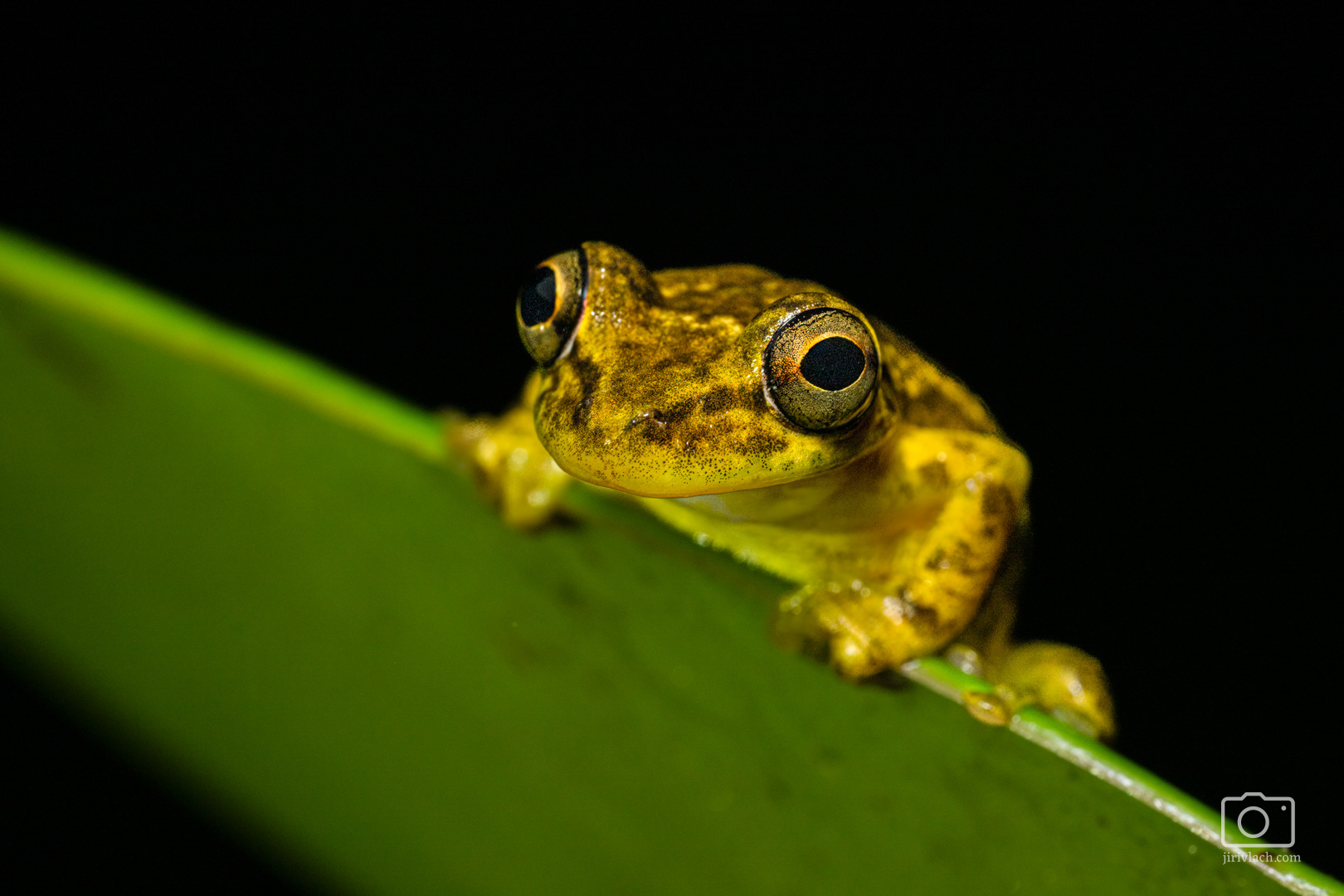 Rosnivka (Olive headed tree Frog, Scinax eleochrous)