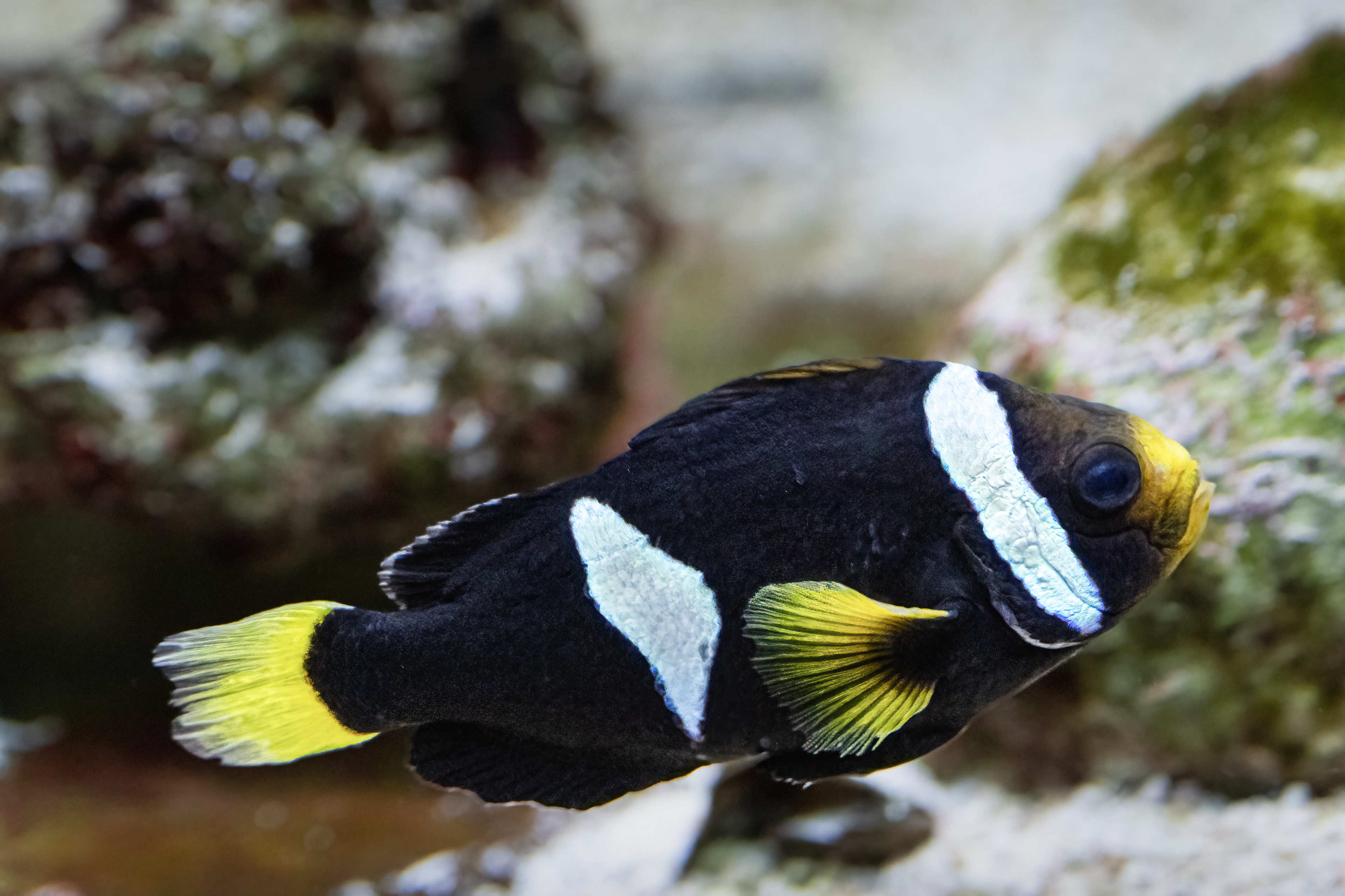  Klaun Clarkův (Amphiprion clarkii)