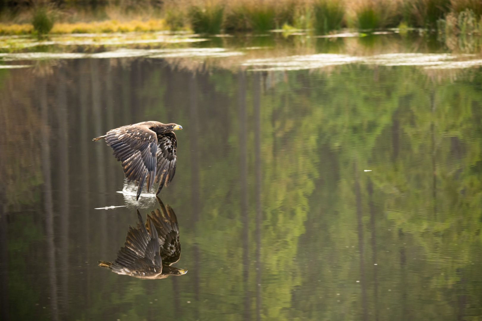 Orel mořský (Haliaeetus albicilla), Vysočina, 11/2022