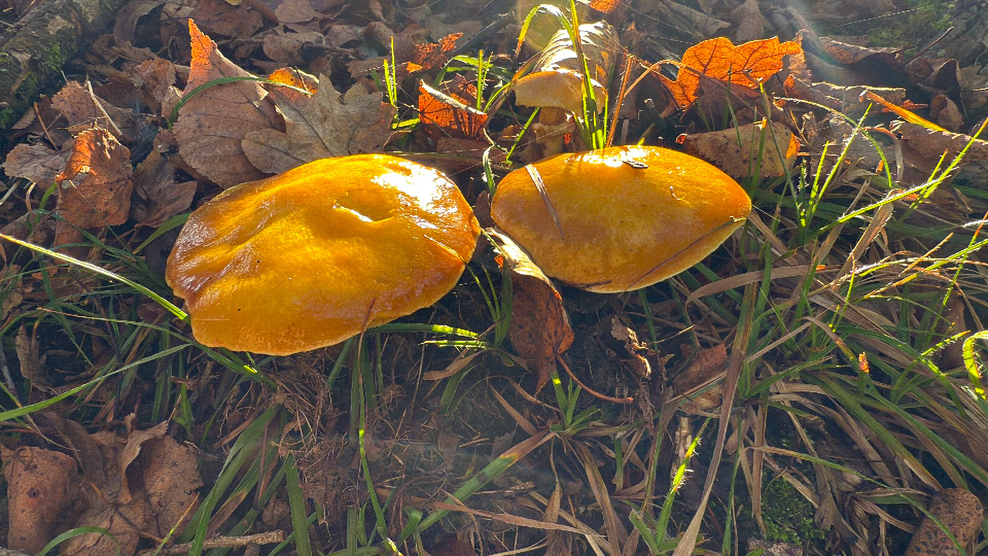 Klouzek sličný (Suillus grevillei)